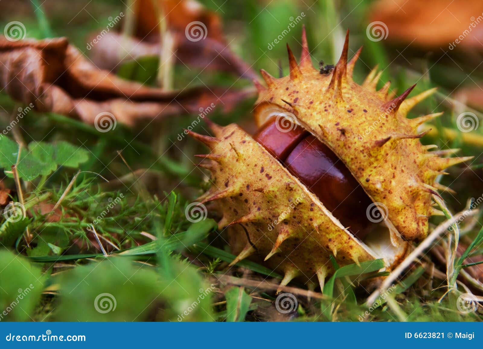 Hose chestnut in shell