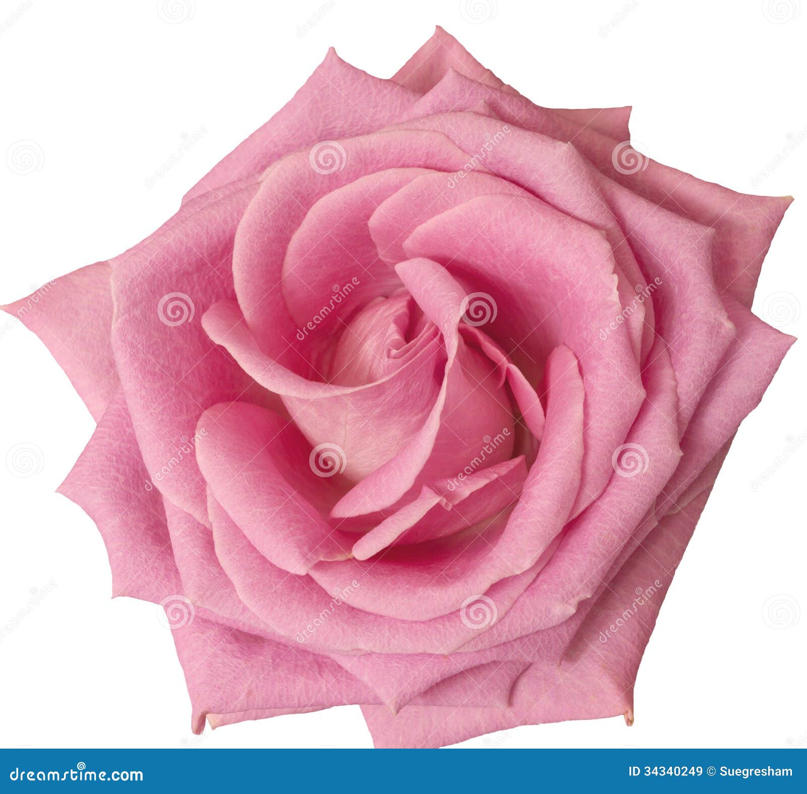 Single Hot Pink Rose