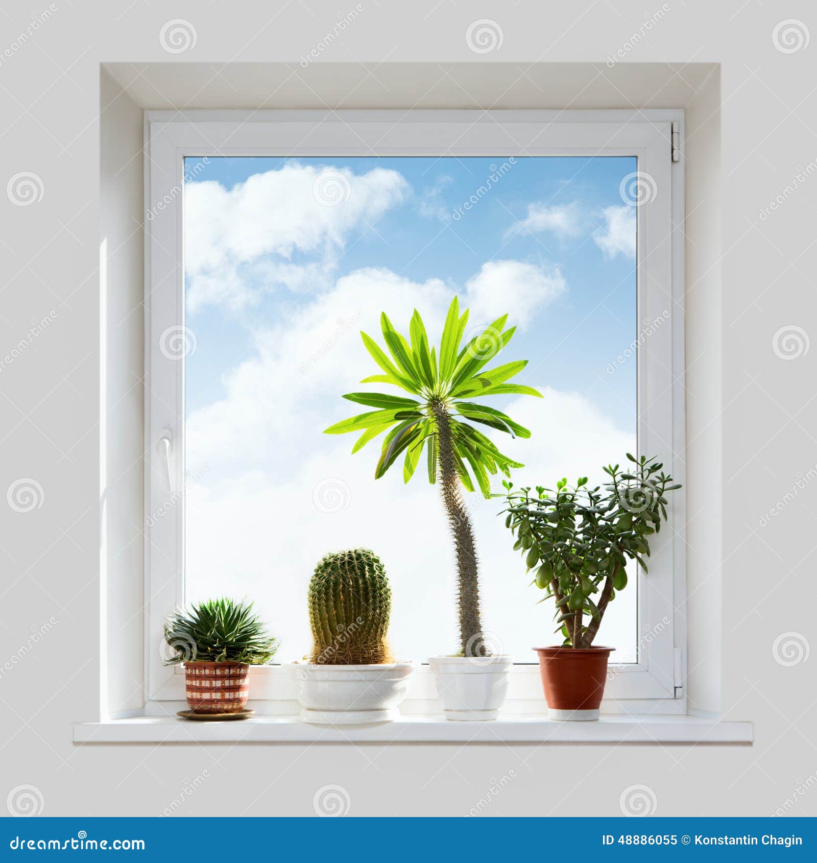 House Plants On The Windowsill. Stock Photo  Image: 48886055