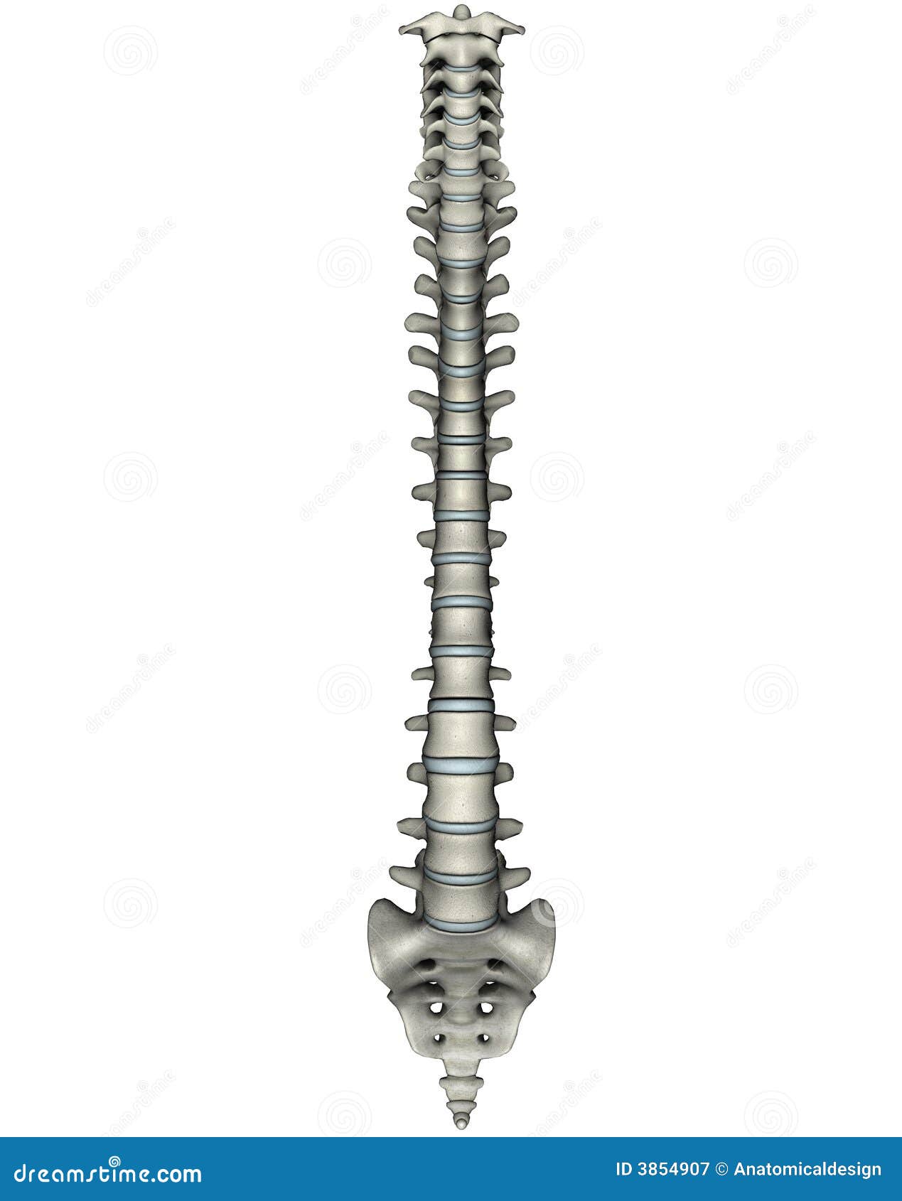 free clip art human spine - photo #16