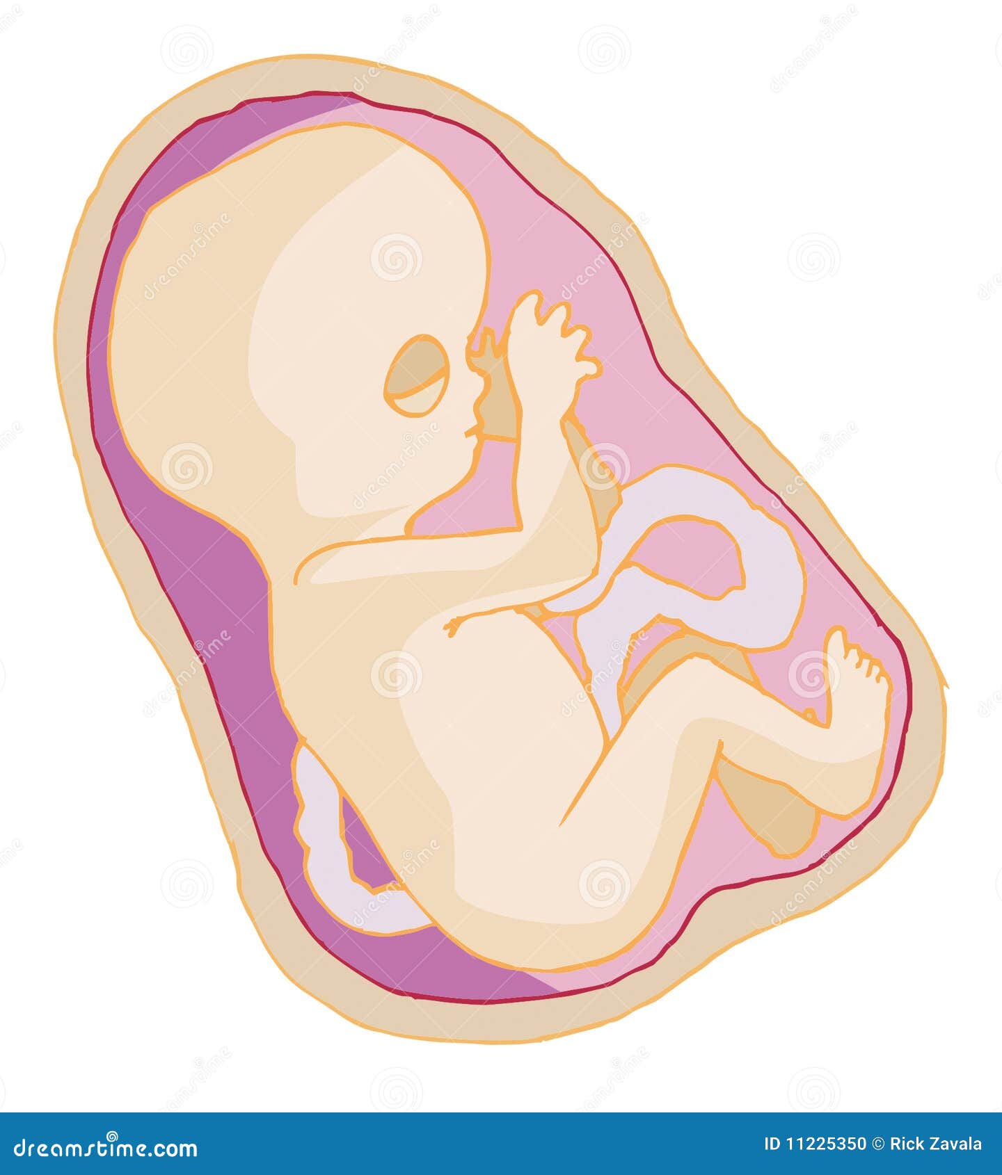 free clipart baby in womb - photo #29