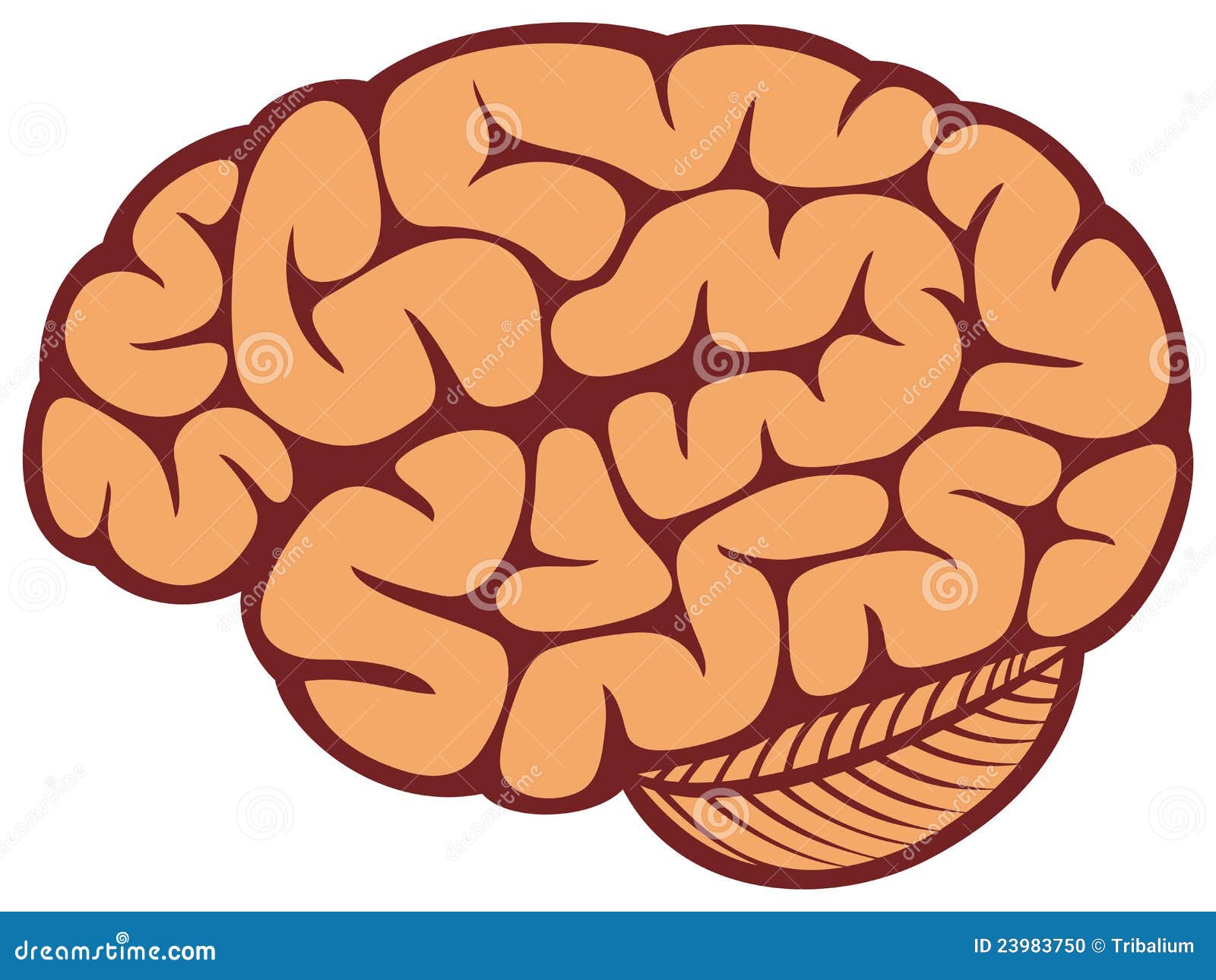 clipart of human brain - photo #25