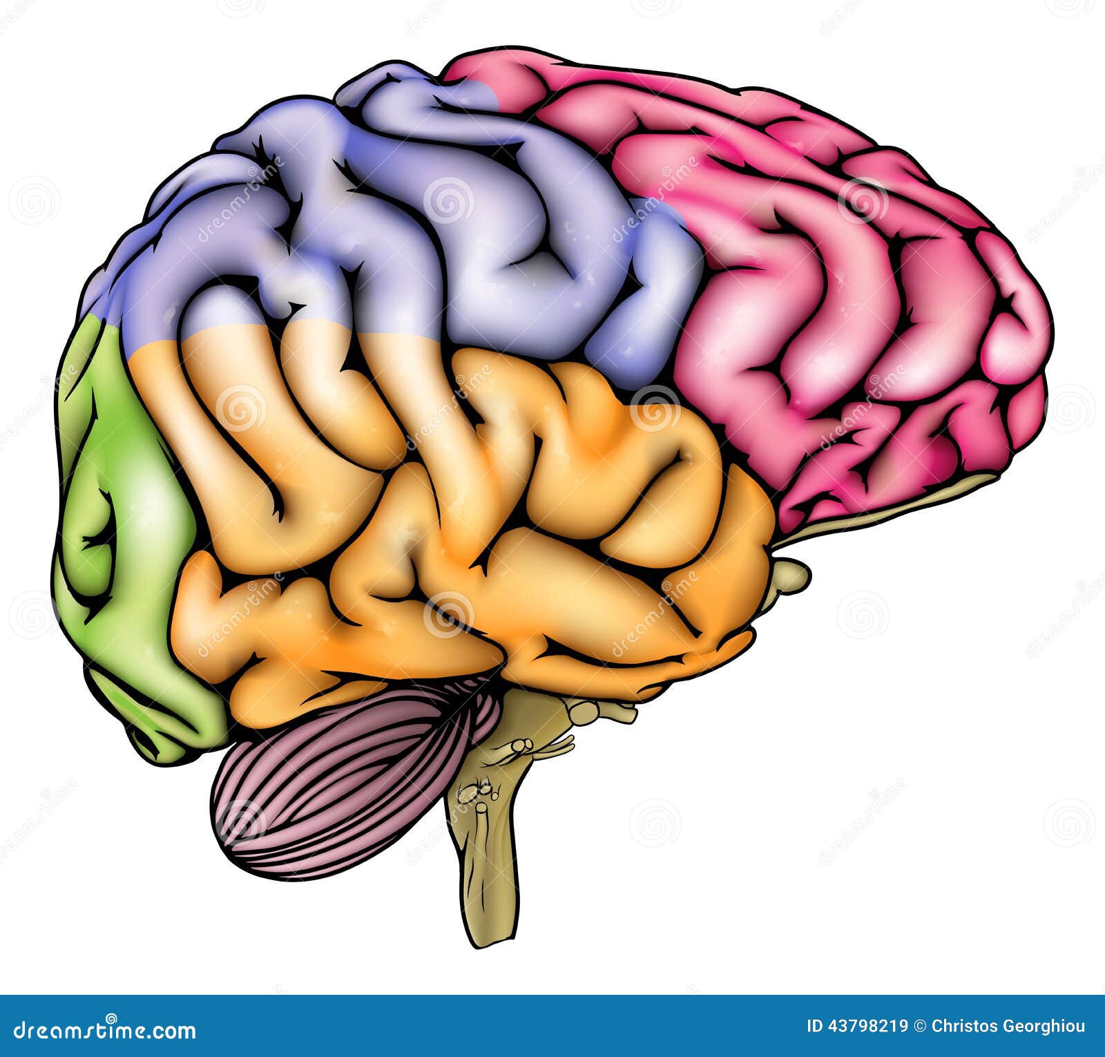 Human Brain Anatomy Sectioned Stock Vector Image 43798219