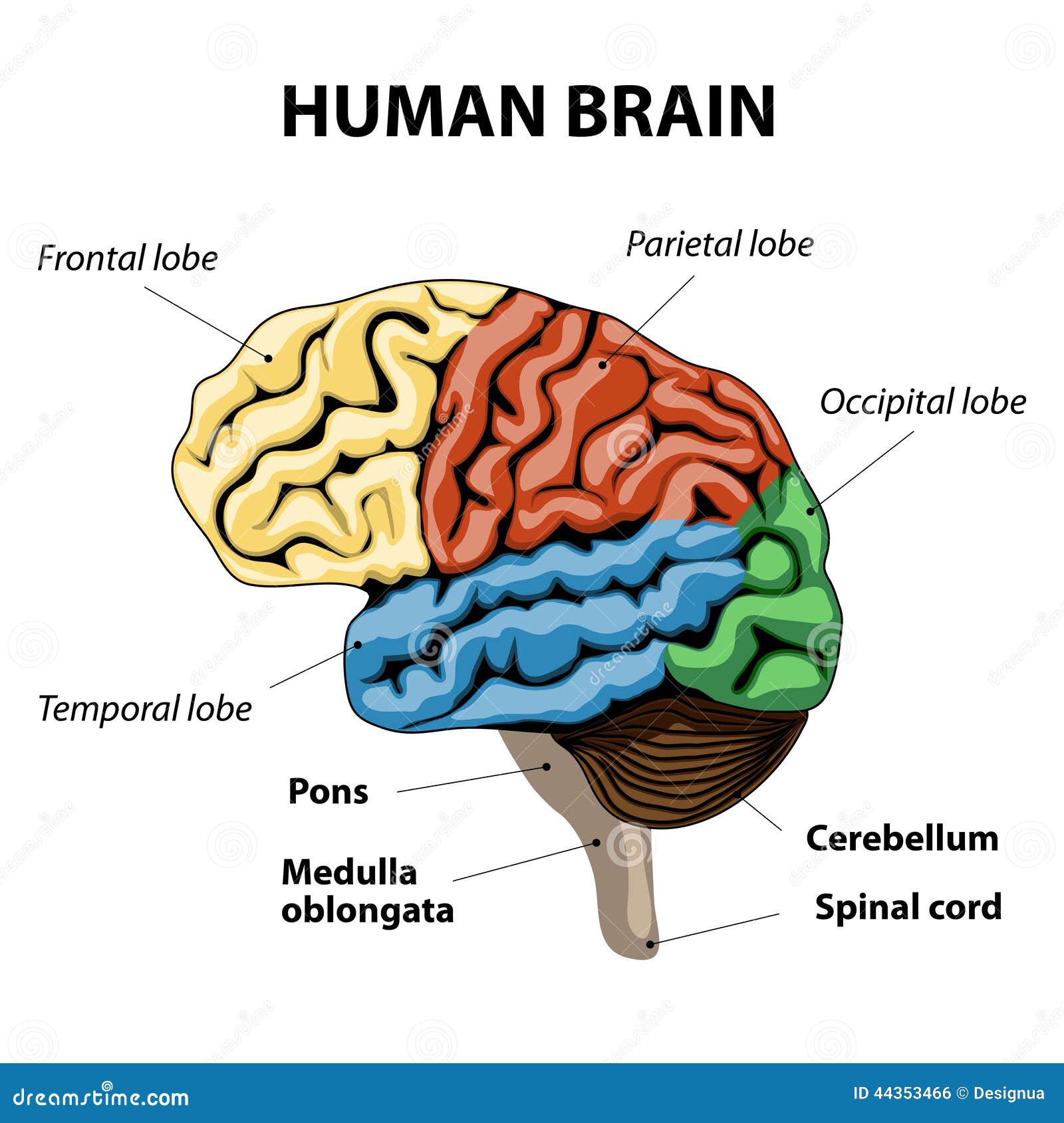 Human Brain Anatomy Stock Vector - Image: 44353466