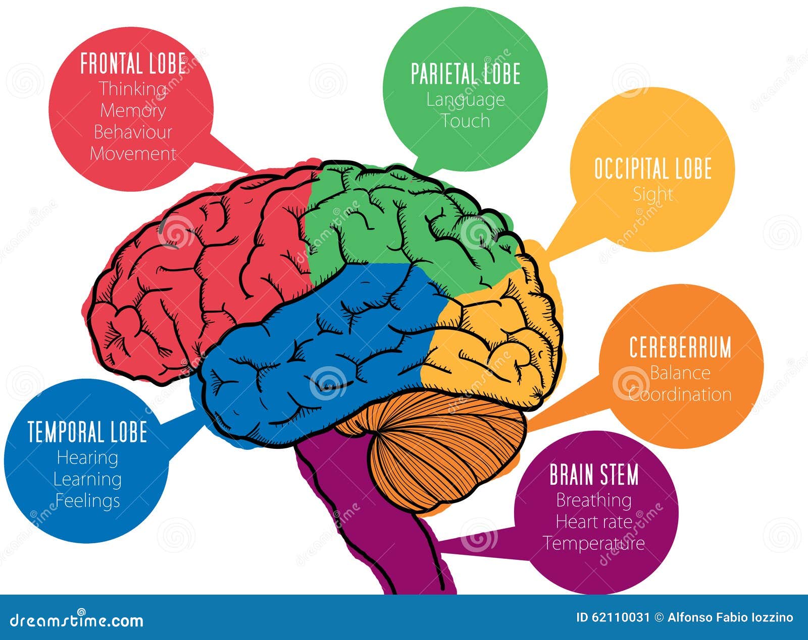 Human Brain's Functions Stock Illustration - Image: 62110031