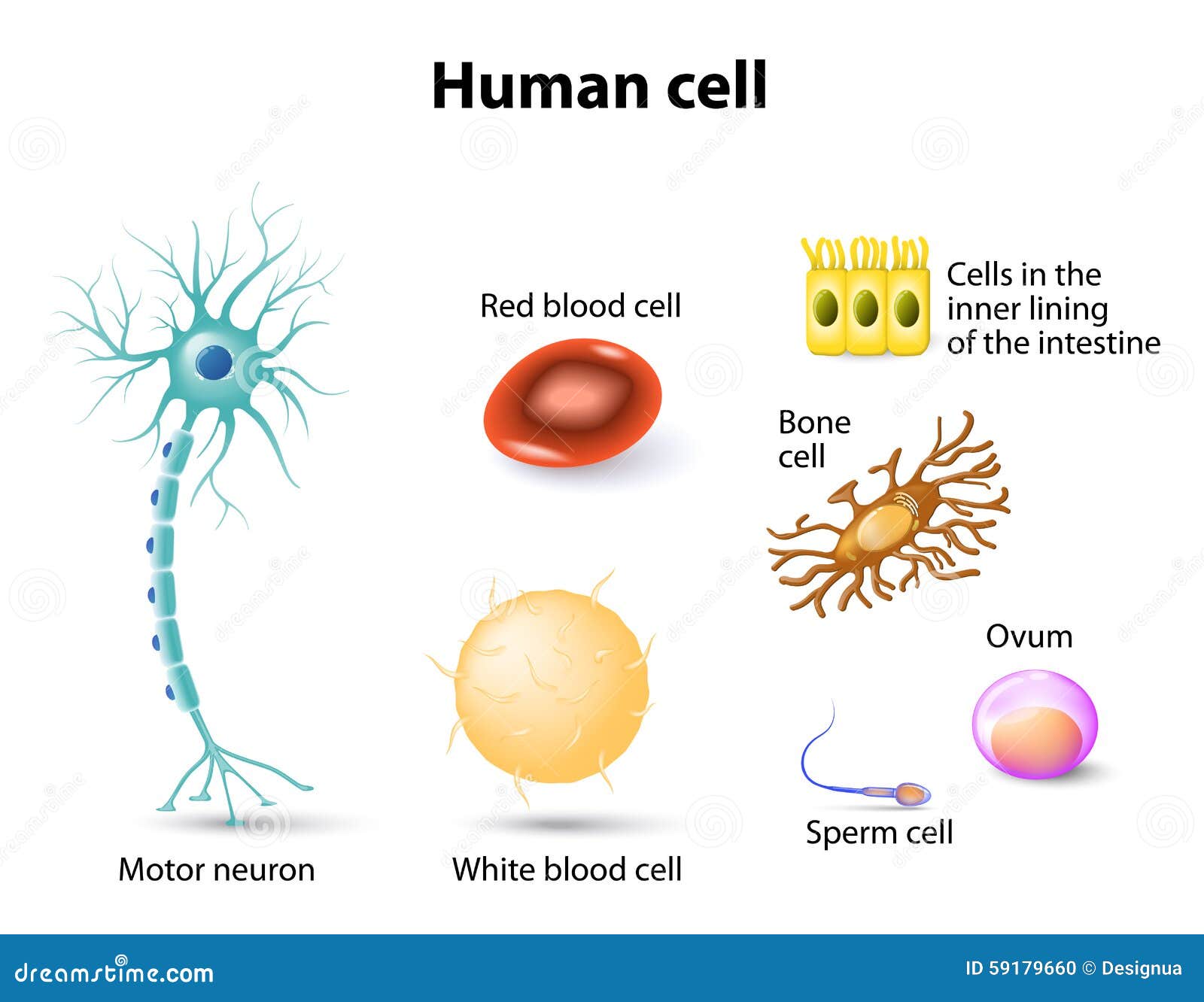 human cell clipart - photo #49