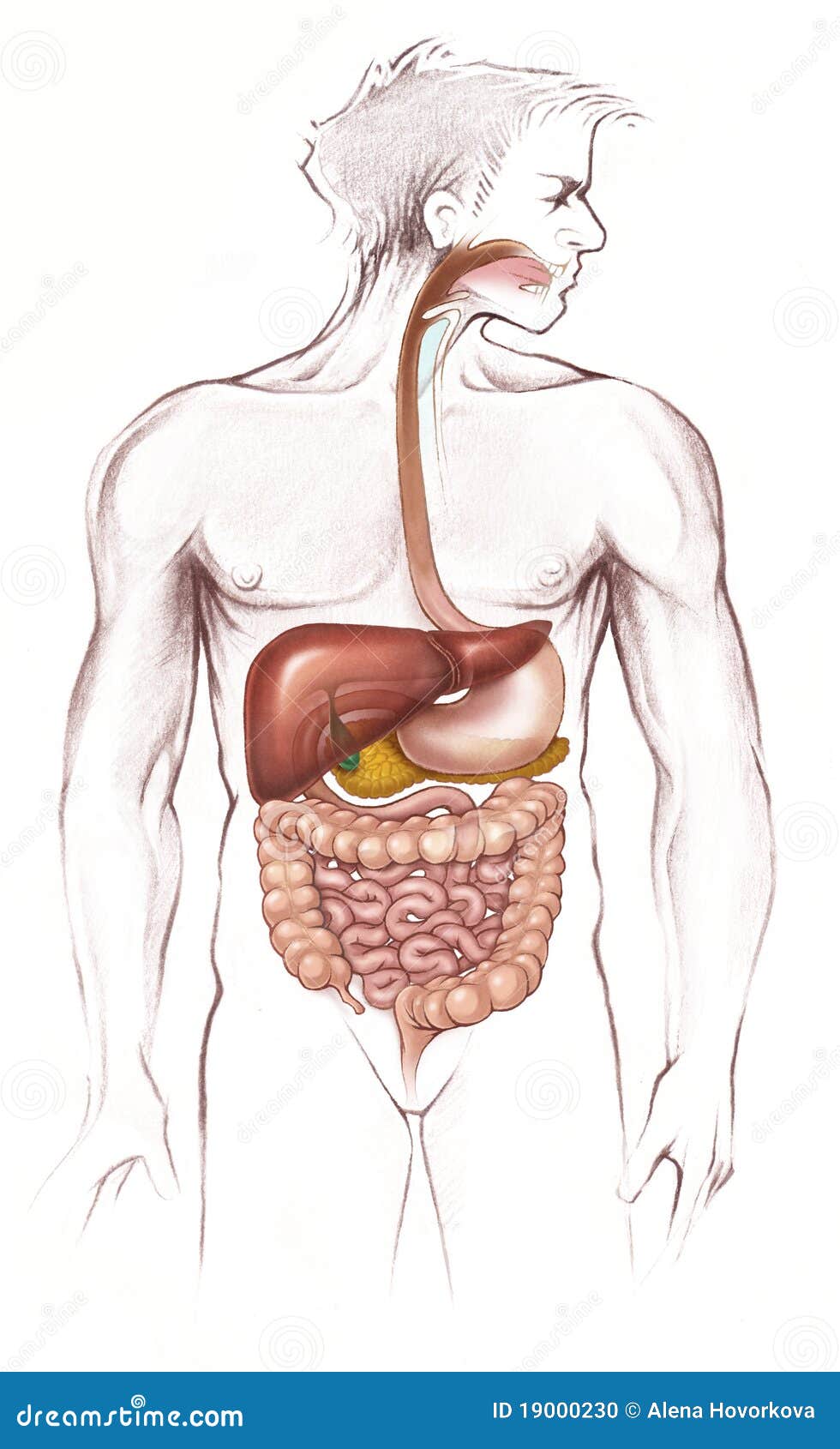 Digestive System Human Body Video Free Download