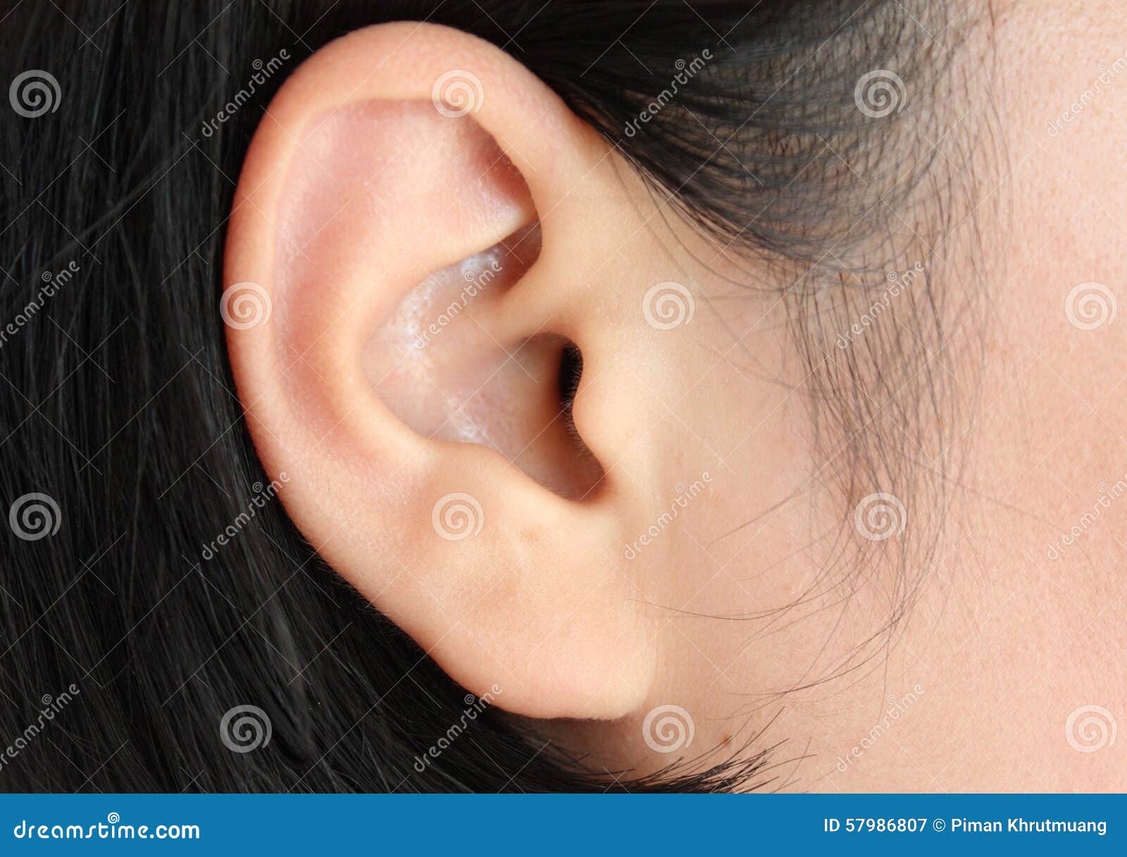 The Ear (Human Anatomy): Picture, Function, Definition ...
