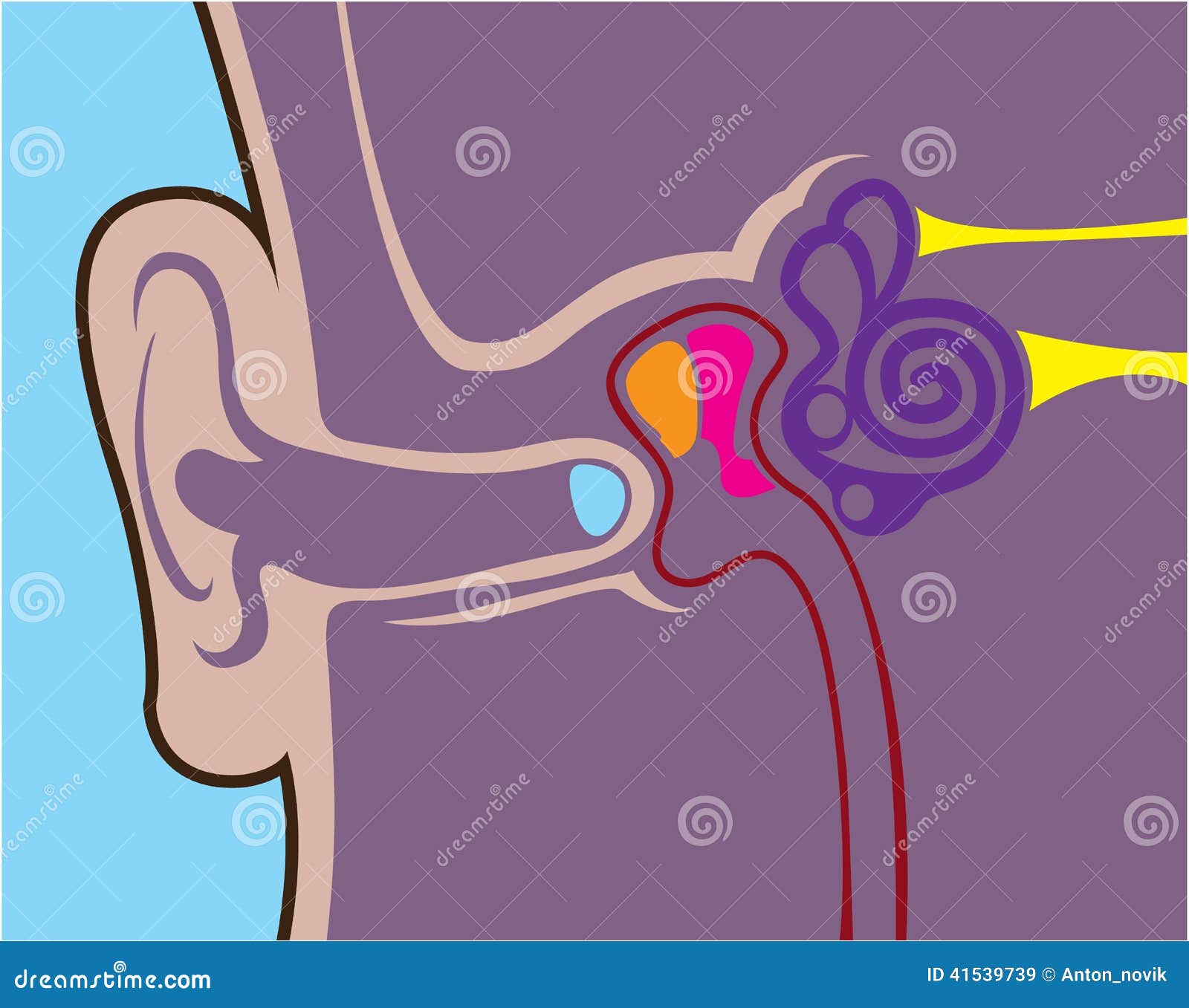 human ear clip art free - photo #45