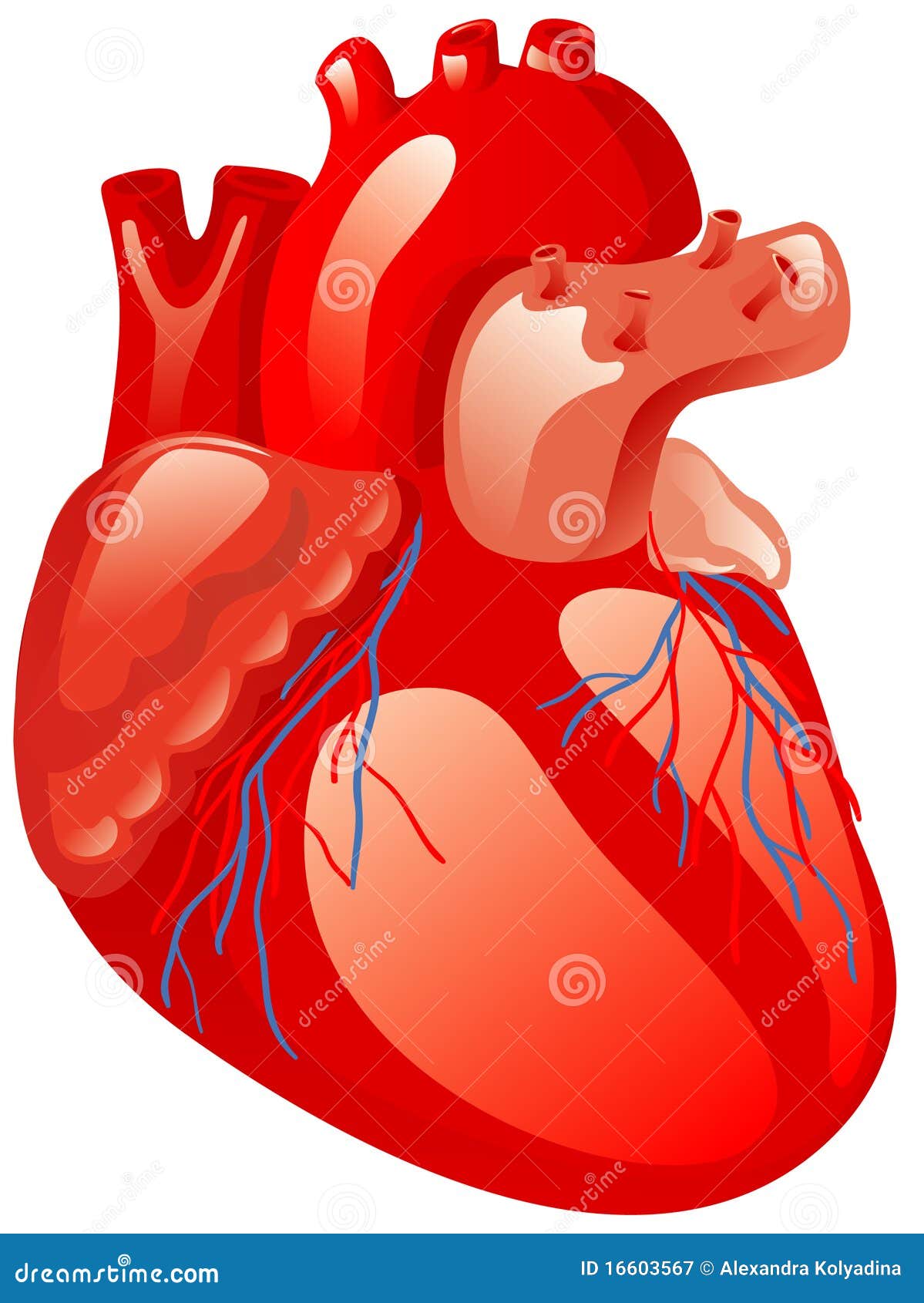 free clip art human heart - photo #42