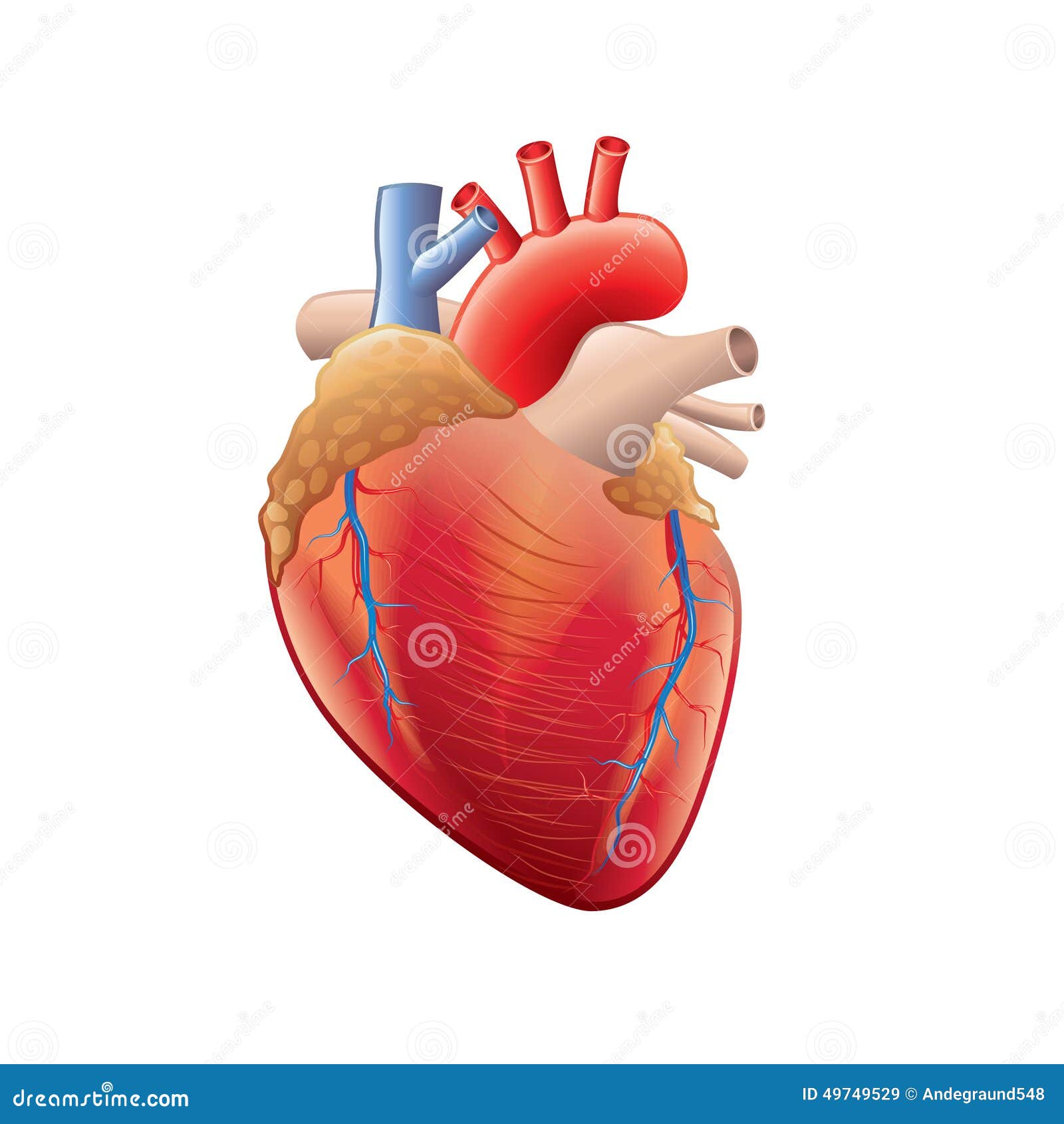 free heart anatomy clipart - photo #14