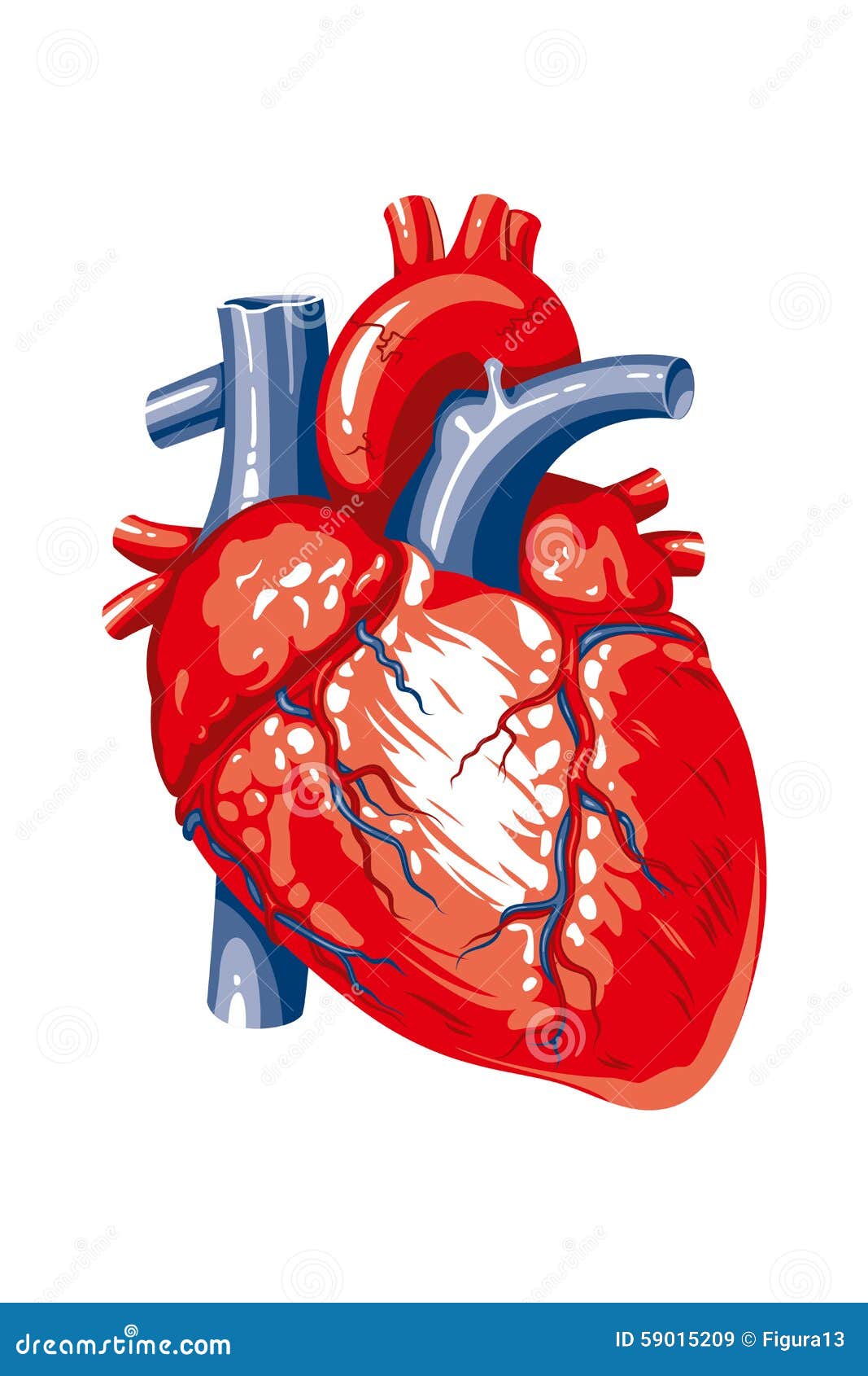 Human Heart On A White Background Stock Vector - Image: 59015209