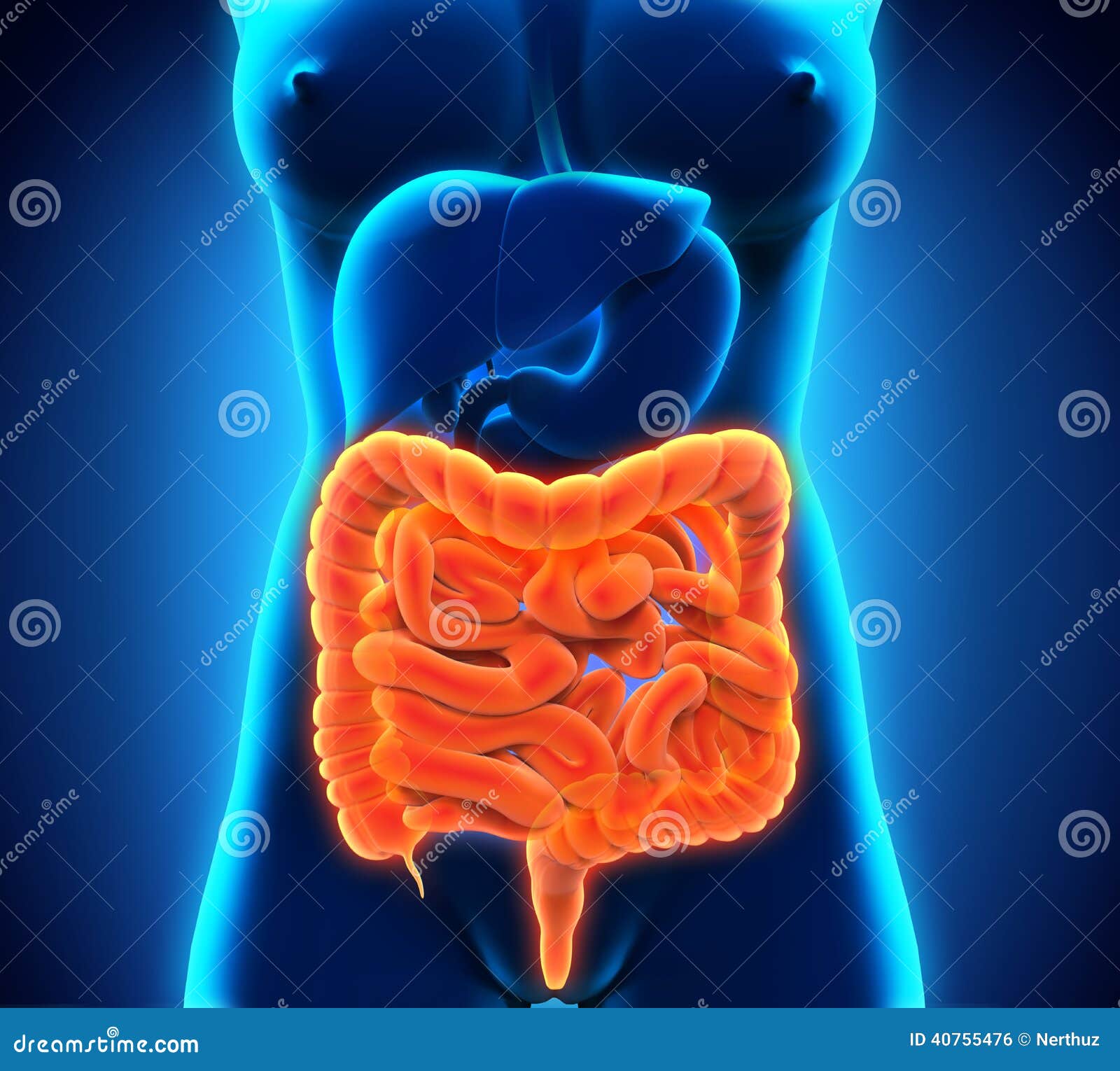 Human Intestine Anatomy Stock Illustration Biology Diagrams