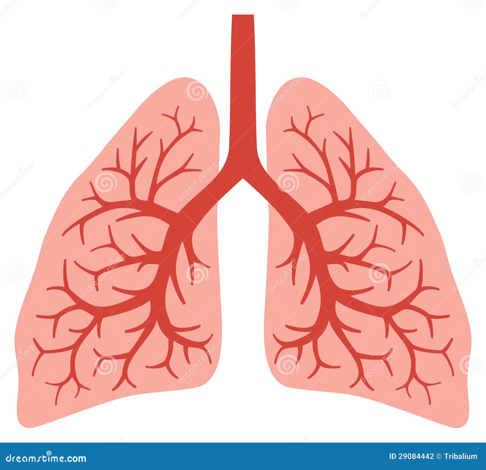 clipart human lungs - photo #23