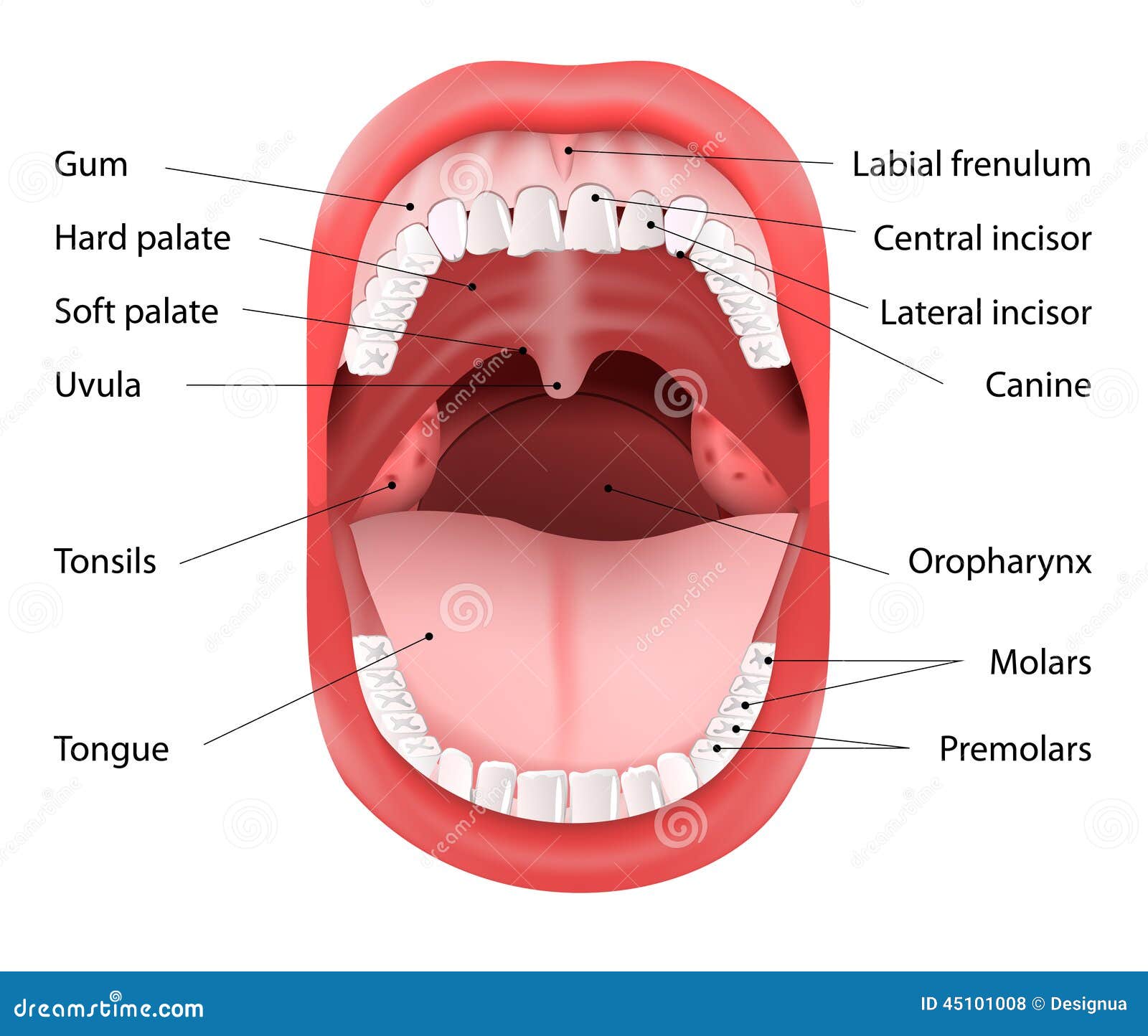 Parts Of The Mouth Diagram 89