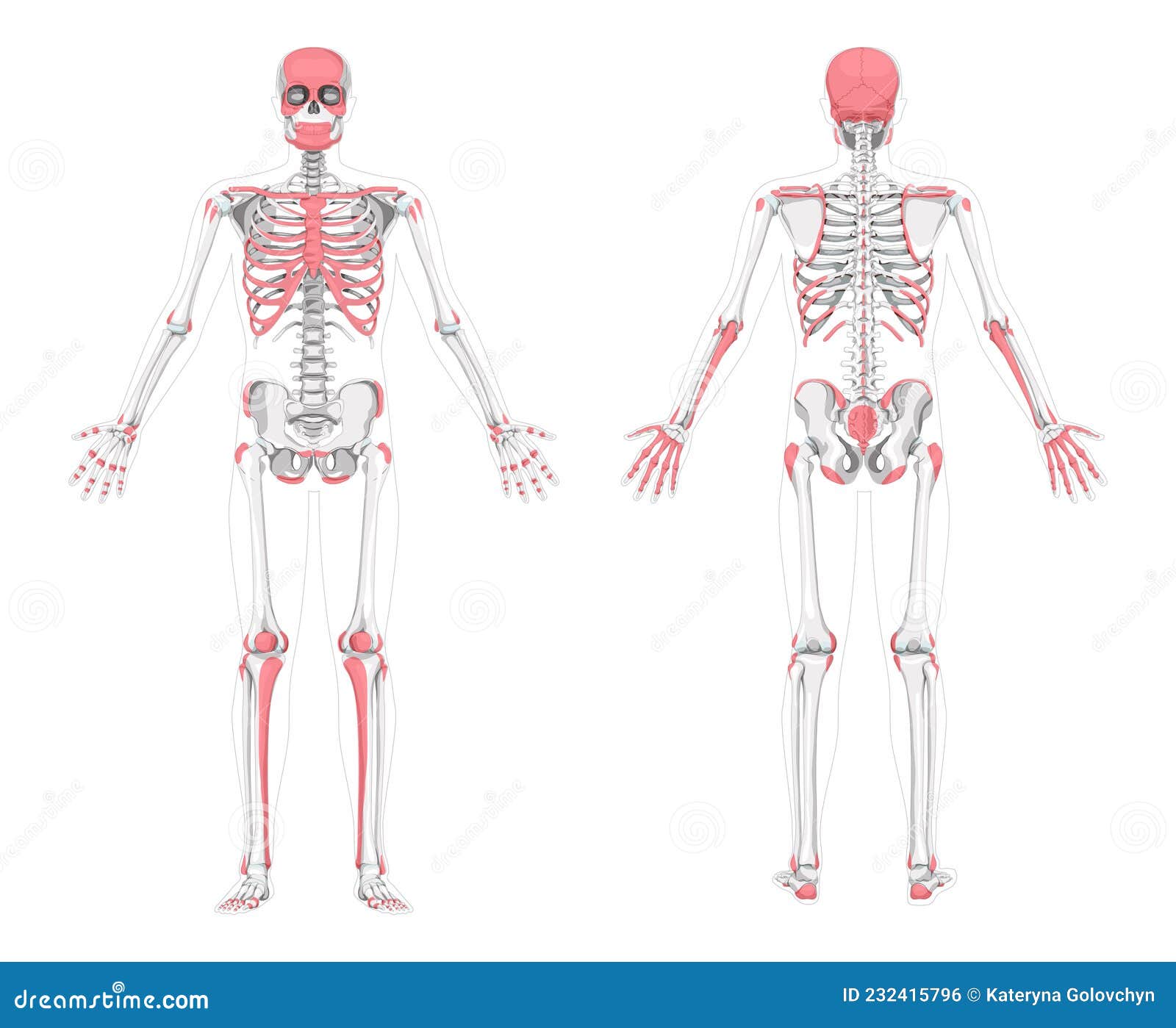 Human Palpable Bones Zones Skeleton Anterior Posterior Front Back View Sexiz Pix
