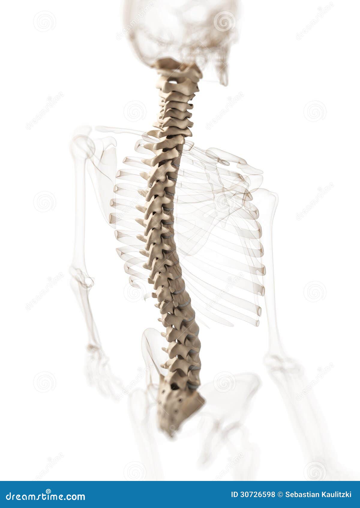 Human Skeletal Spine Royalty Free Stock Photos - Image: 30726598