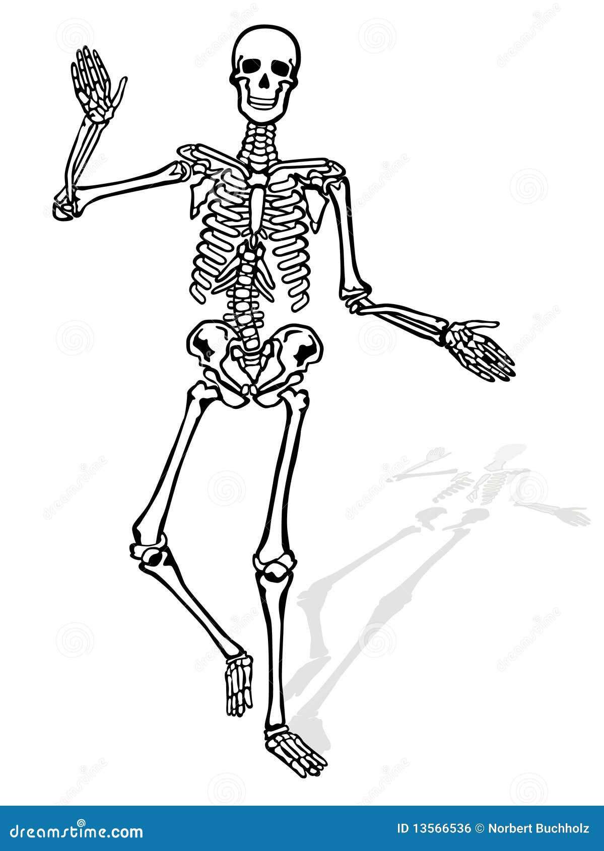 clip art human skeleton - photo #28