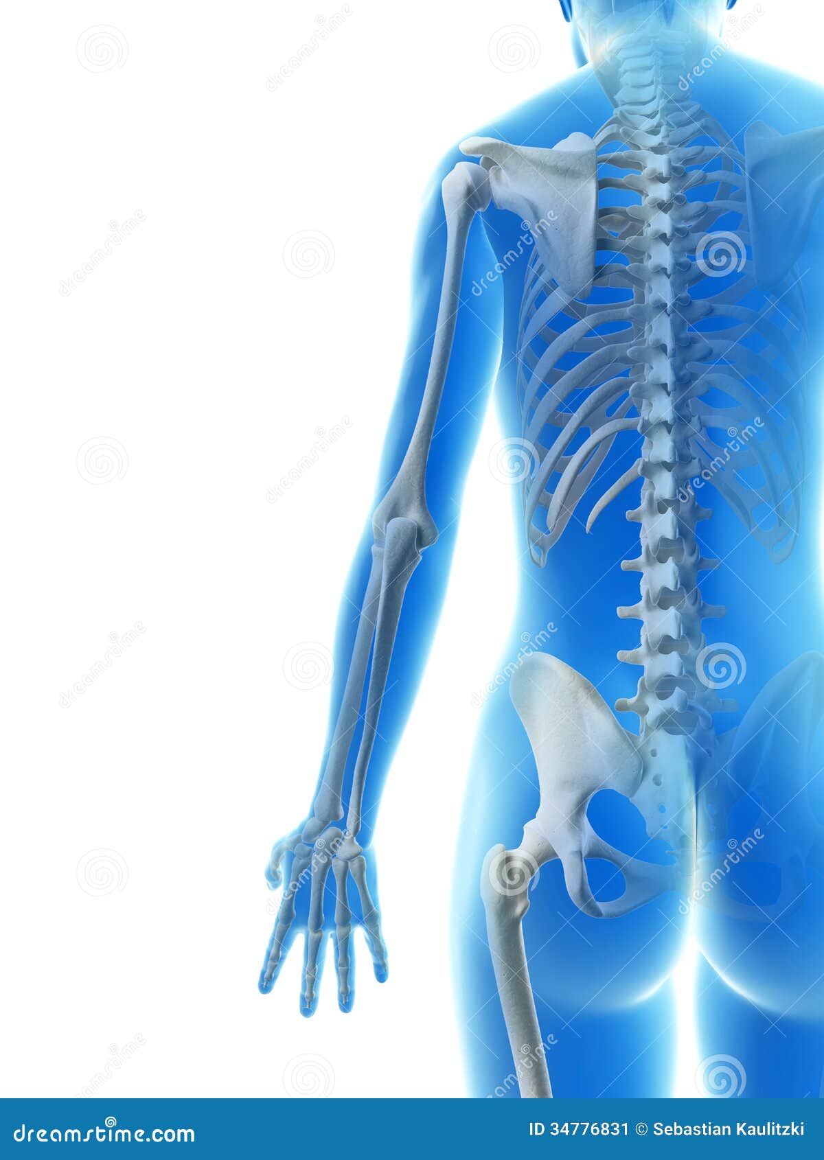 The Human Skeleton Stock Image - Image: 34776831