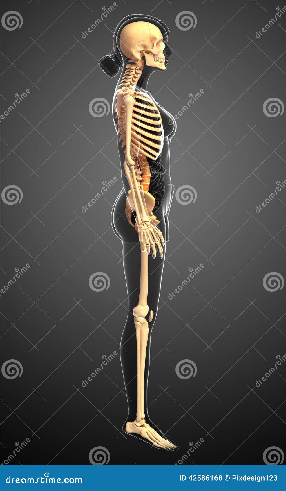 Royalty Free Stock Photos: Human skeleton side view. Image: 42586168