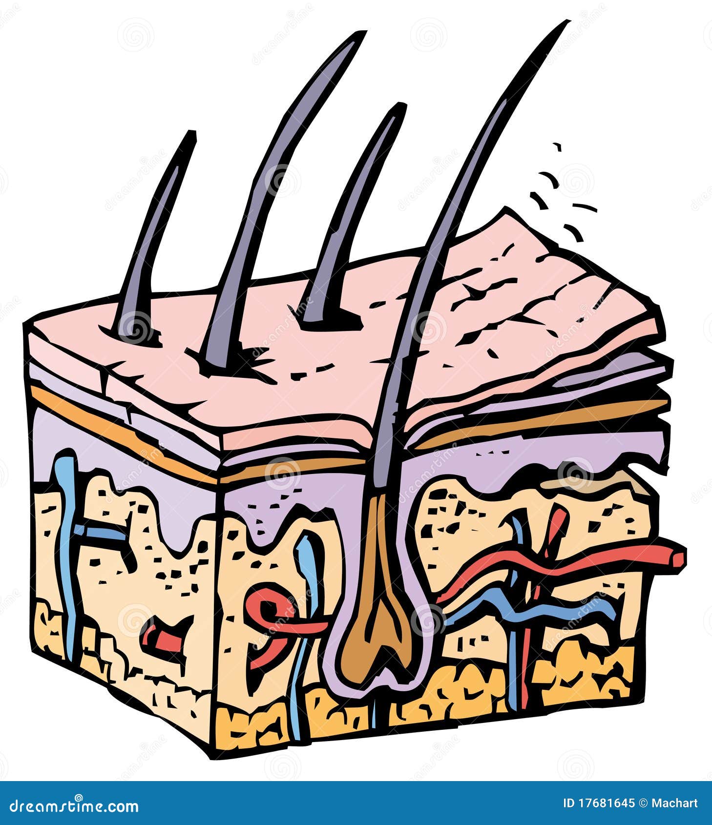 clipart of human tissue - photo #18