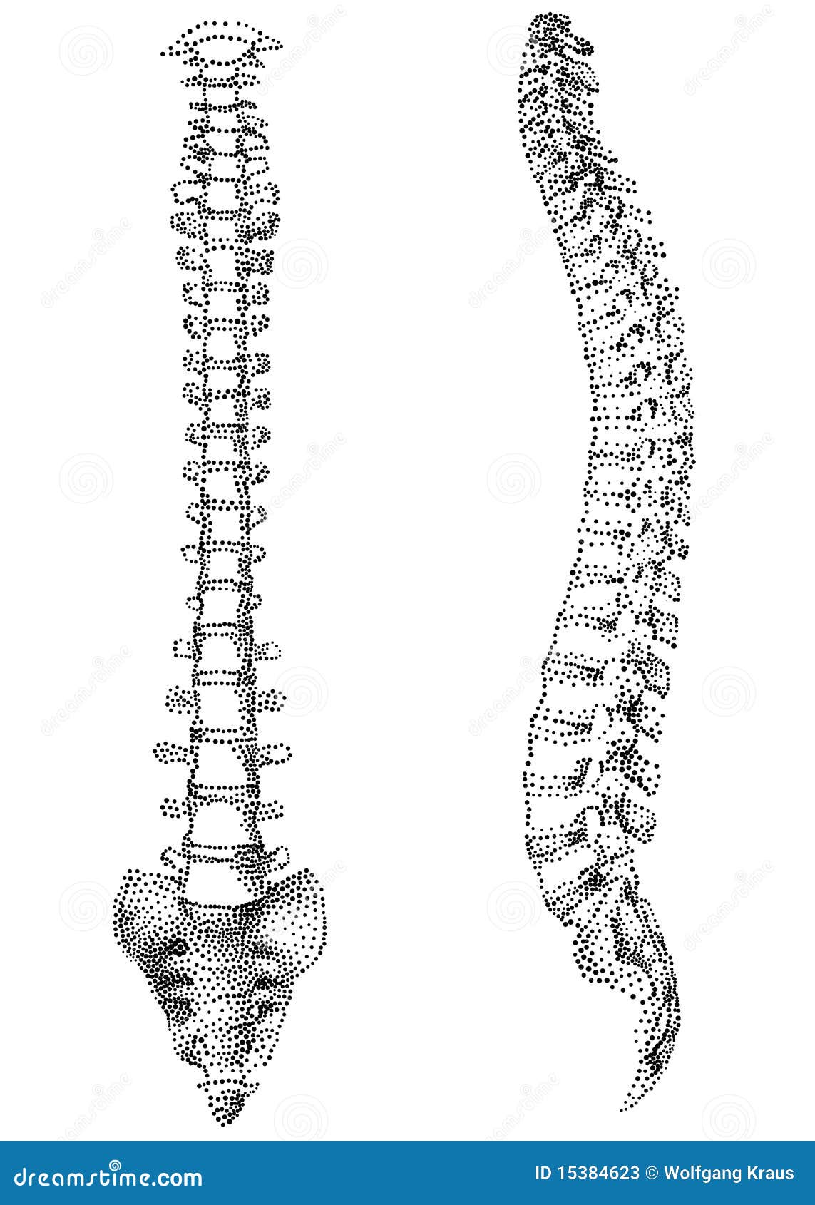 free clip art human spine - photo #29