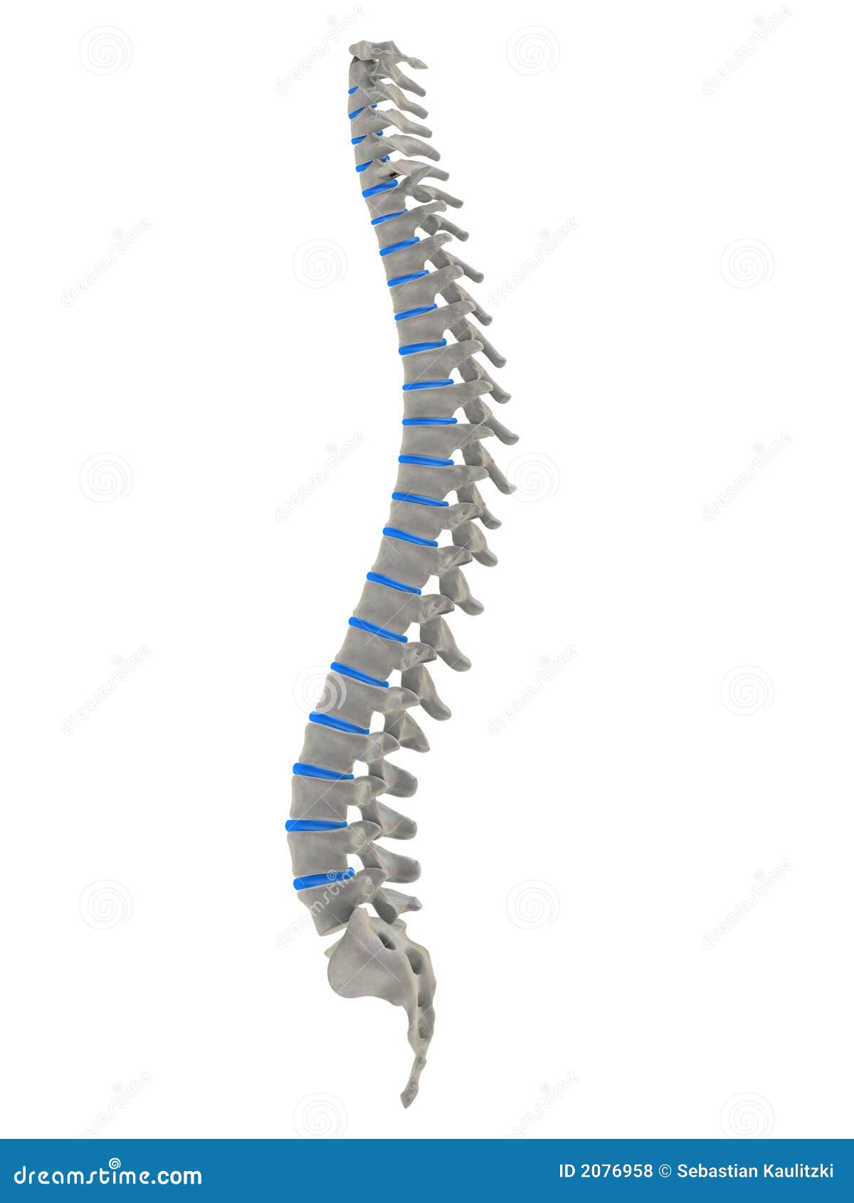 free clip art human spine - photo #4