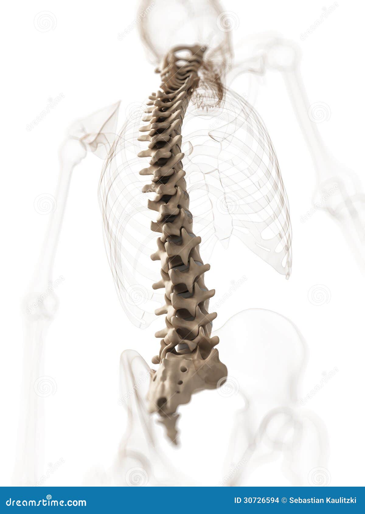 free clip art human spine - photo #31