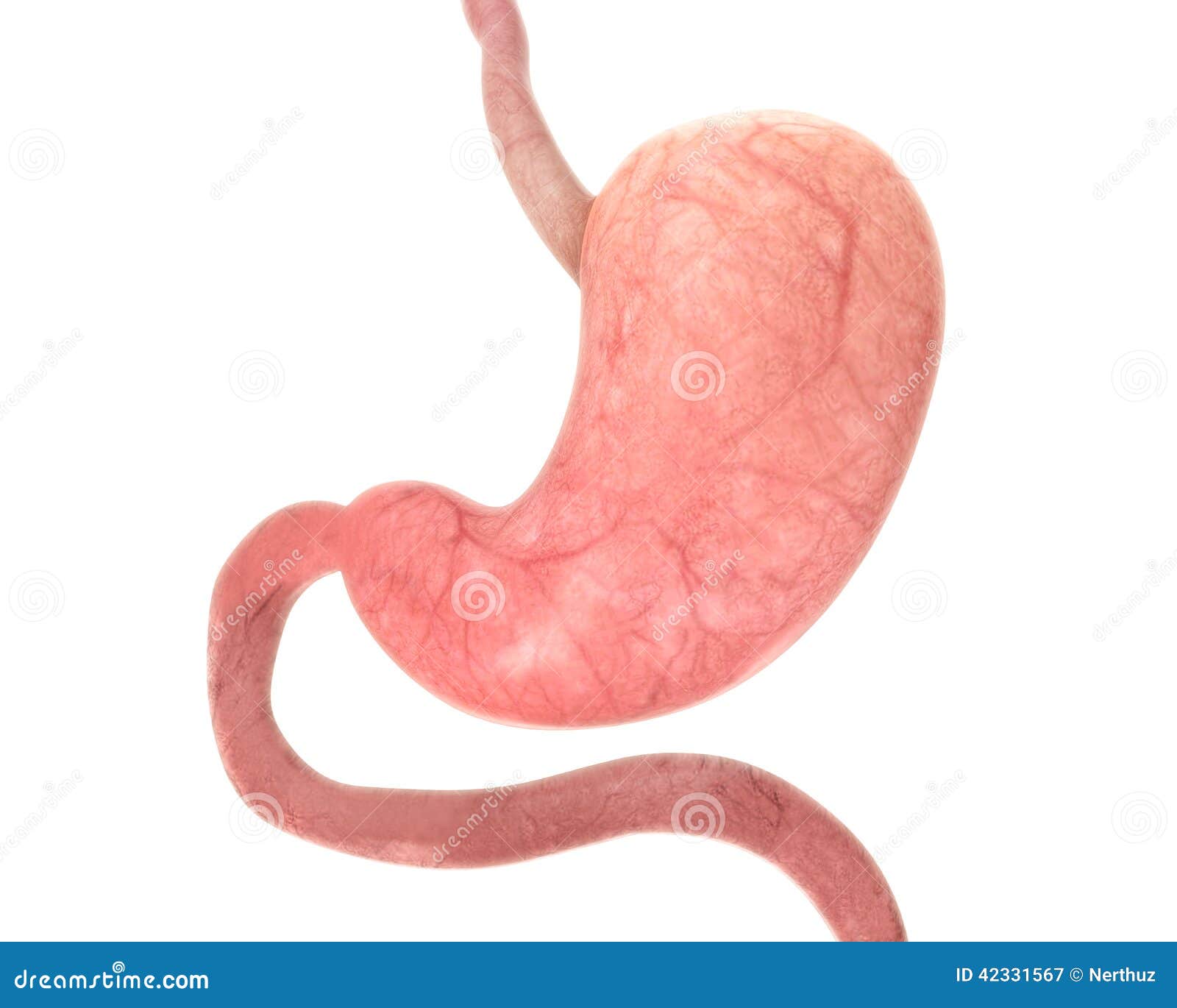 human stomach clipart - photo #39