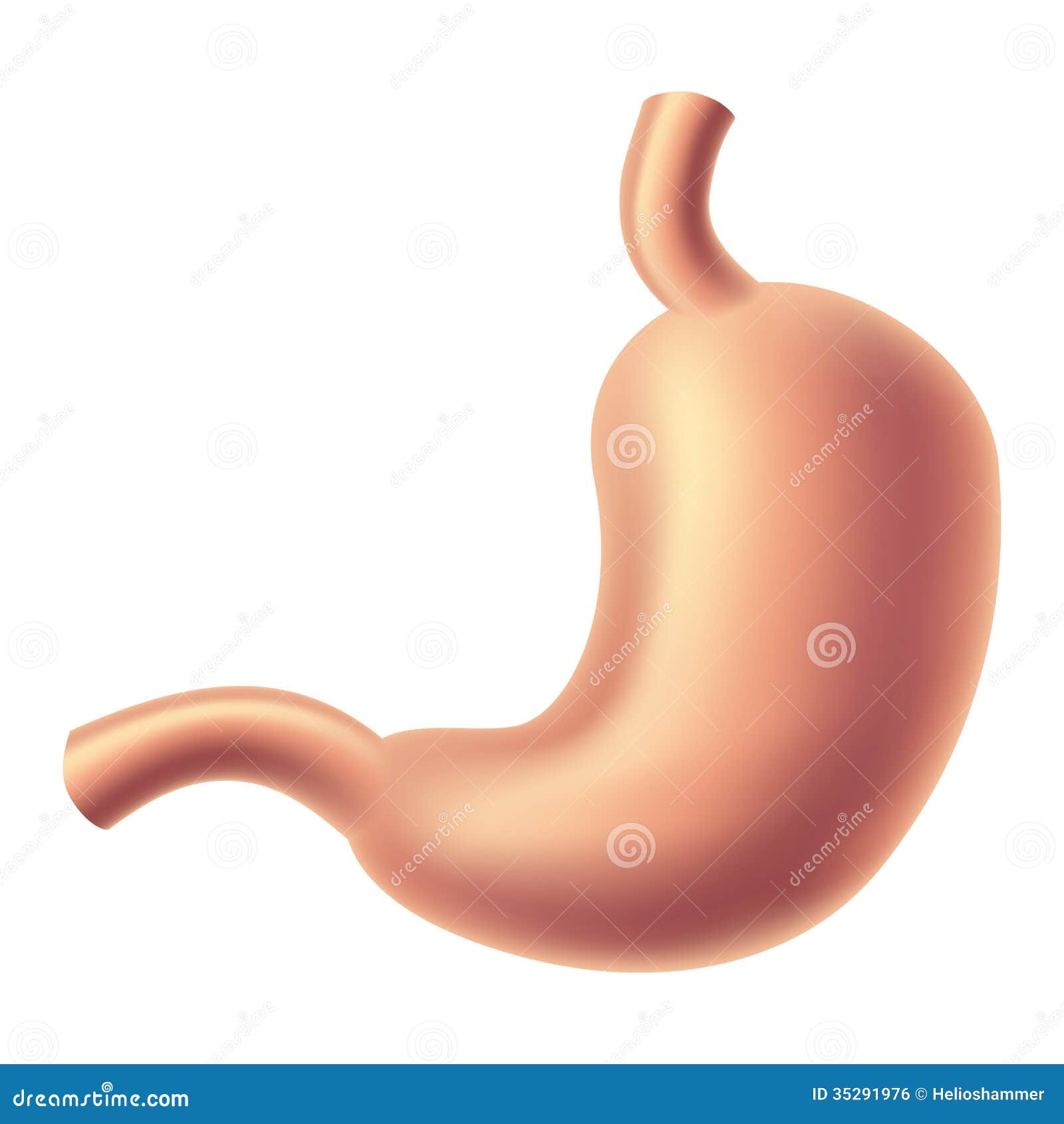 human stomach clipart - photo #22