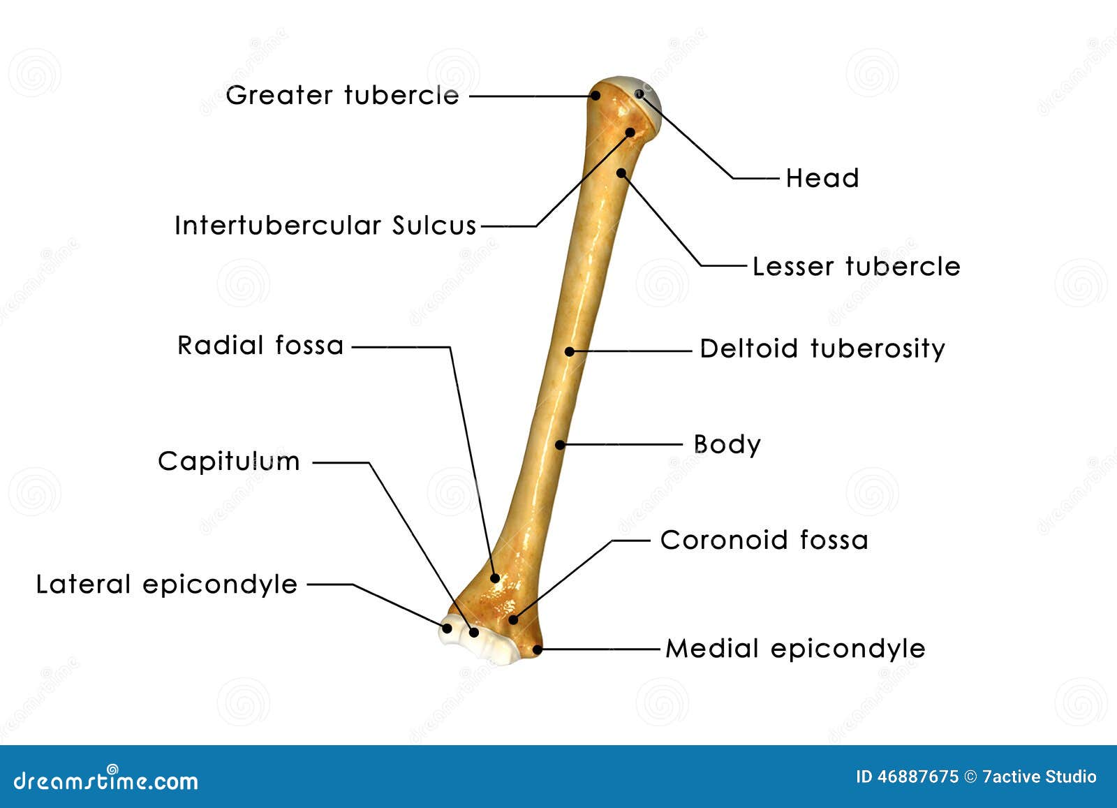 [Image: humerus-long-bone-arm-forelimb-runs-shou...887675.jpg]