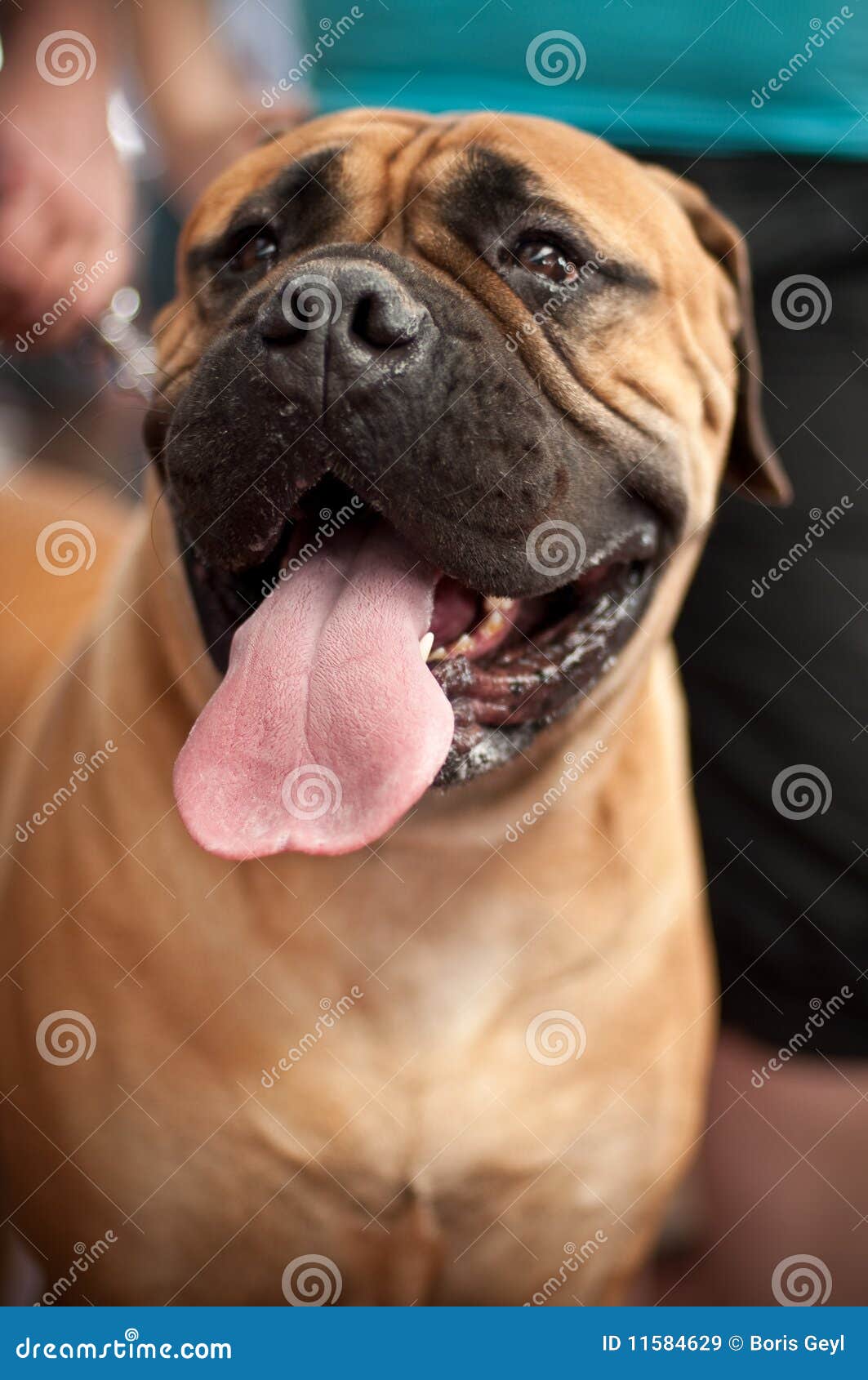Hund mit der Zunge draußen