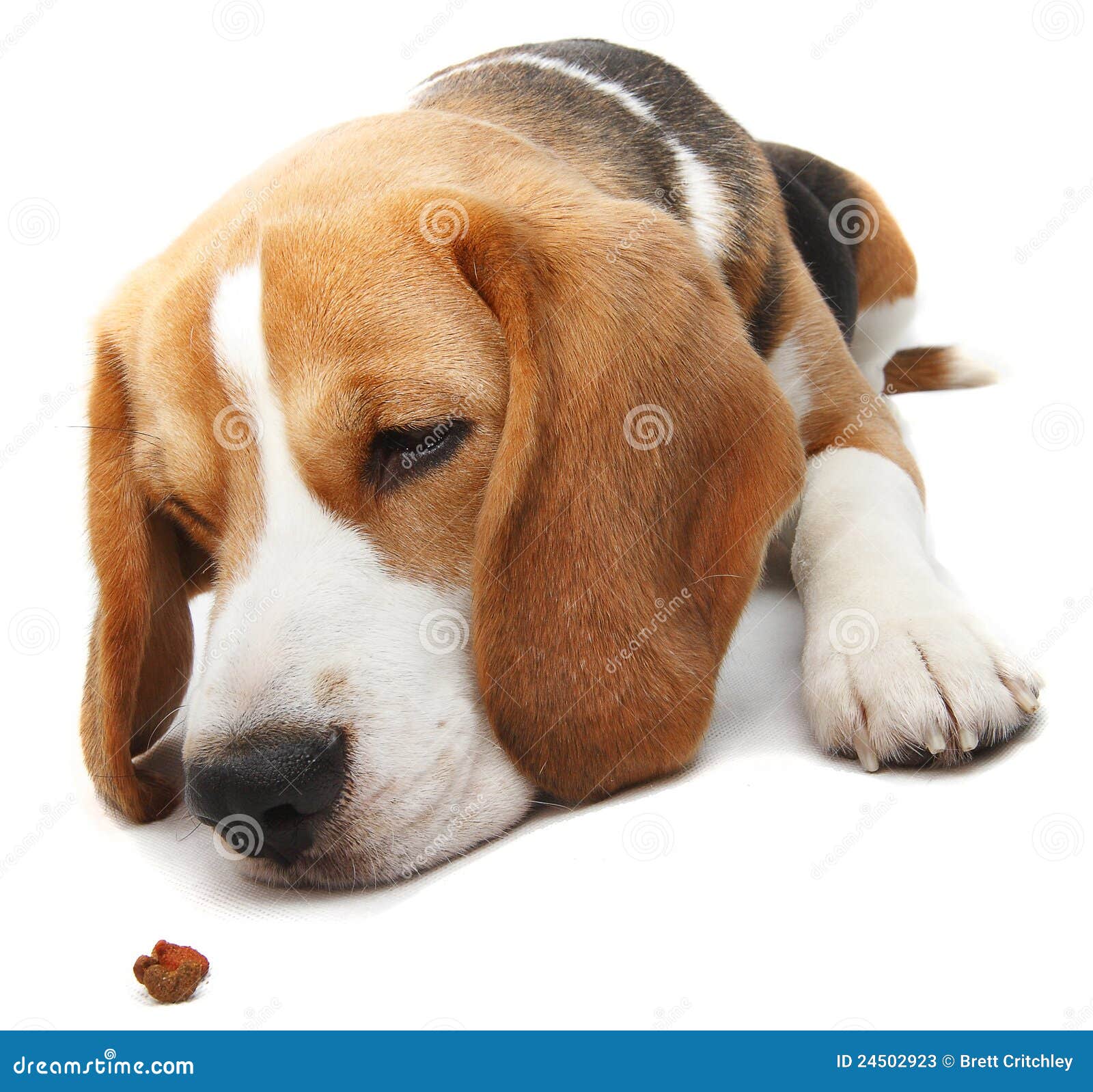 Hungry Beagle Dog Stock Photos - Image: 24502923