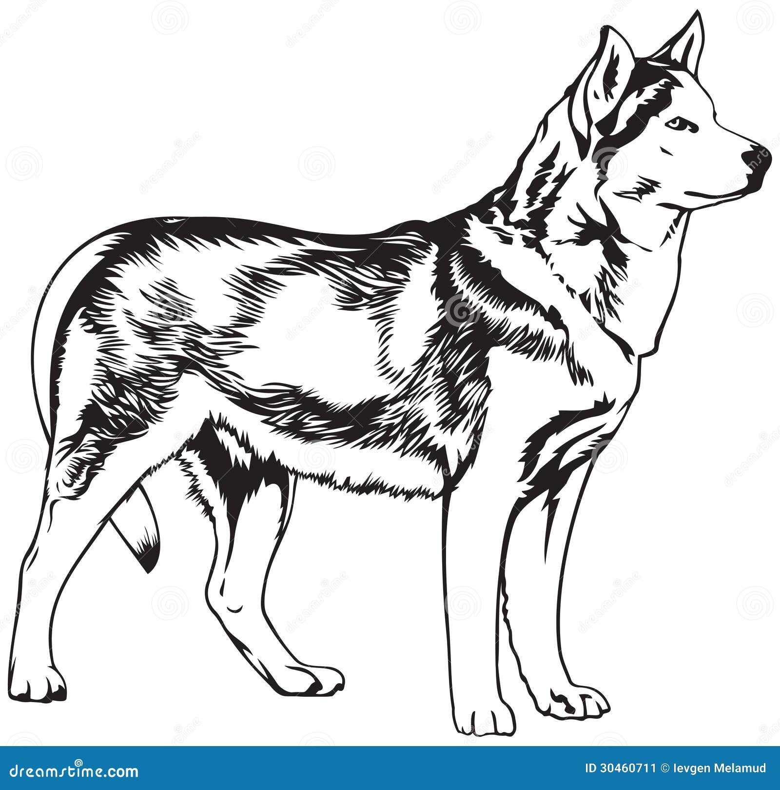 Husky dog breed vector illustration, dog show sign symbol set. Dogs of ...