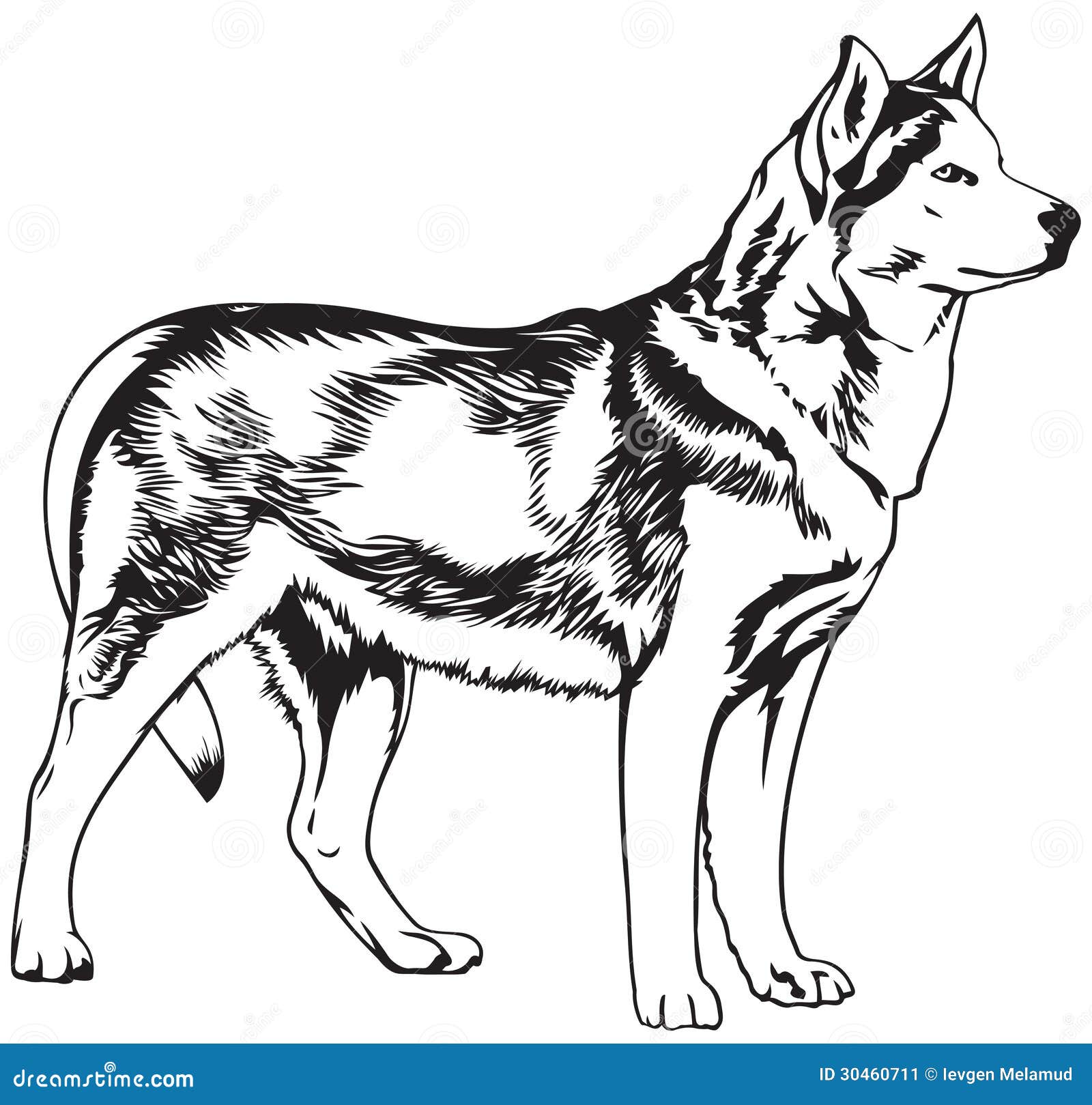 free clipart husky dog - photo #50