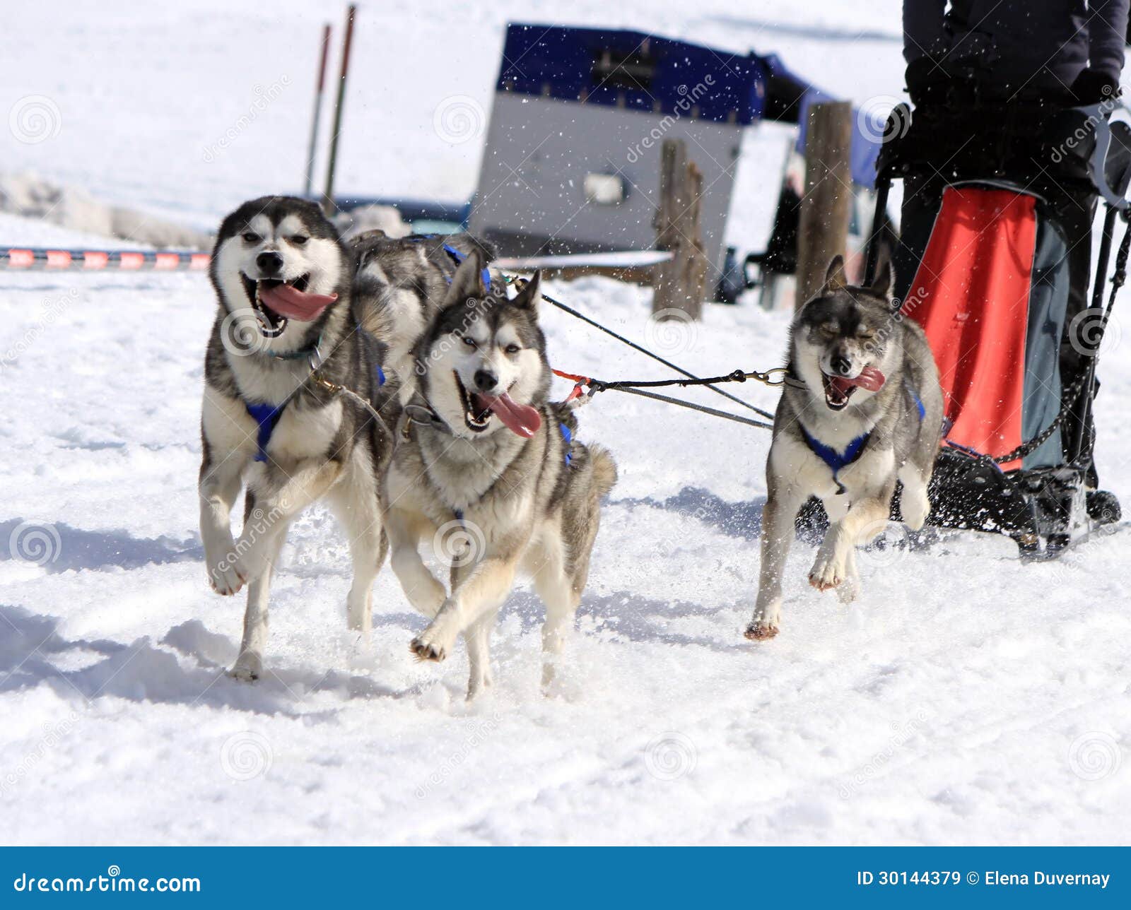 dog sled team clip art - photo #42