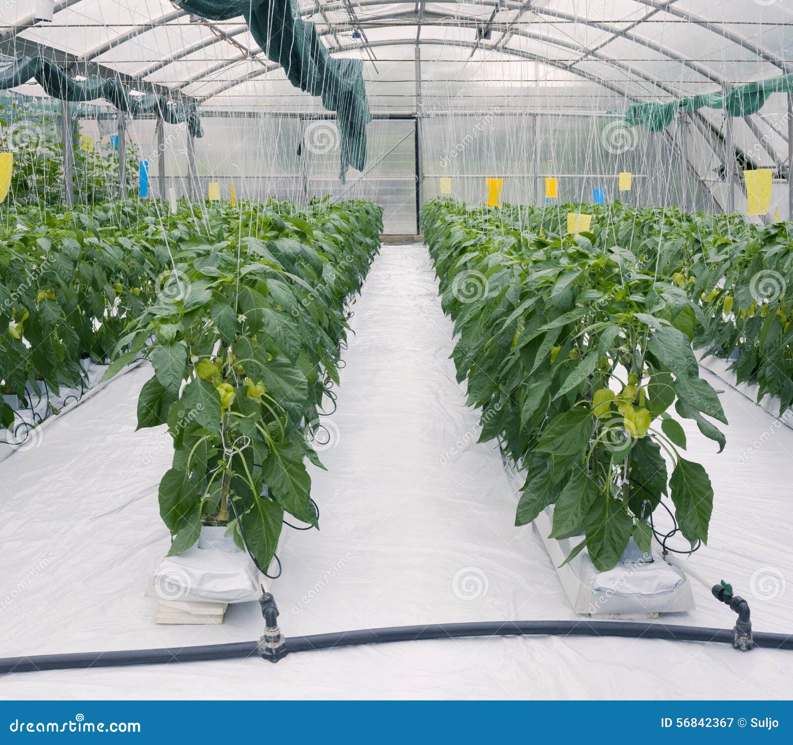 Hydroponic Cultivation