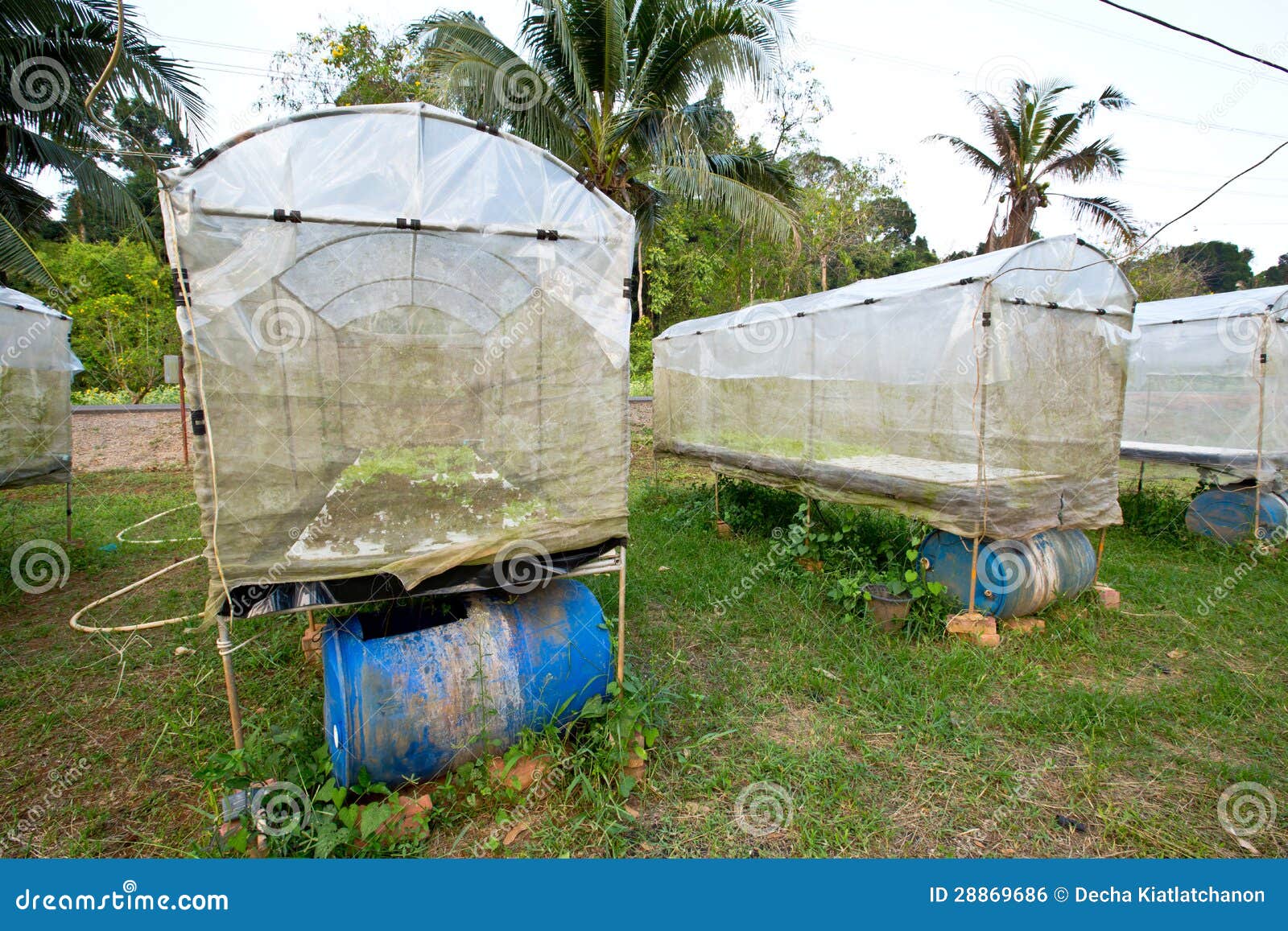 Hydroponic Farm. Growing vegetables using no soil or soilless culture.