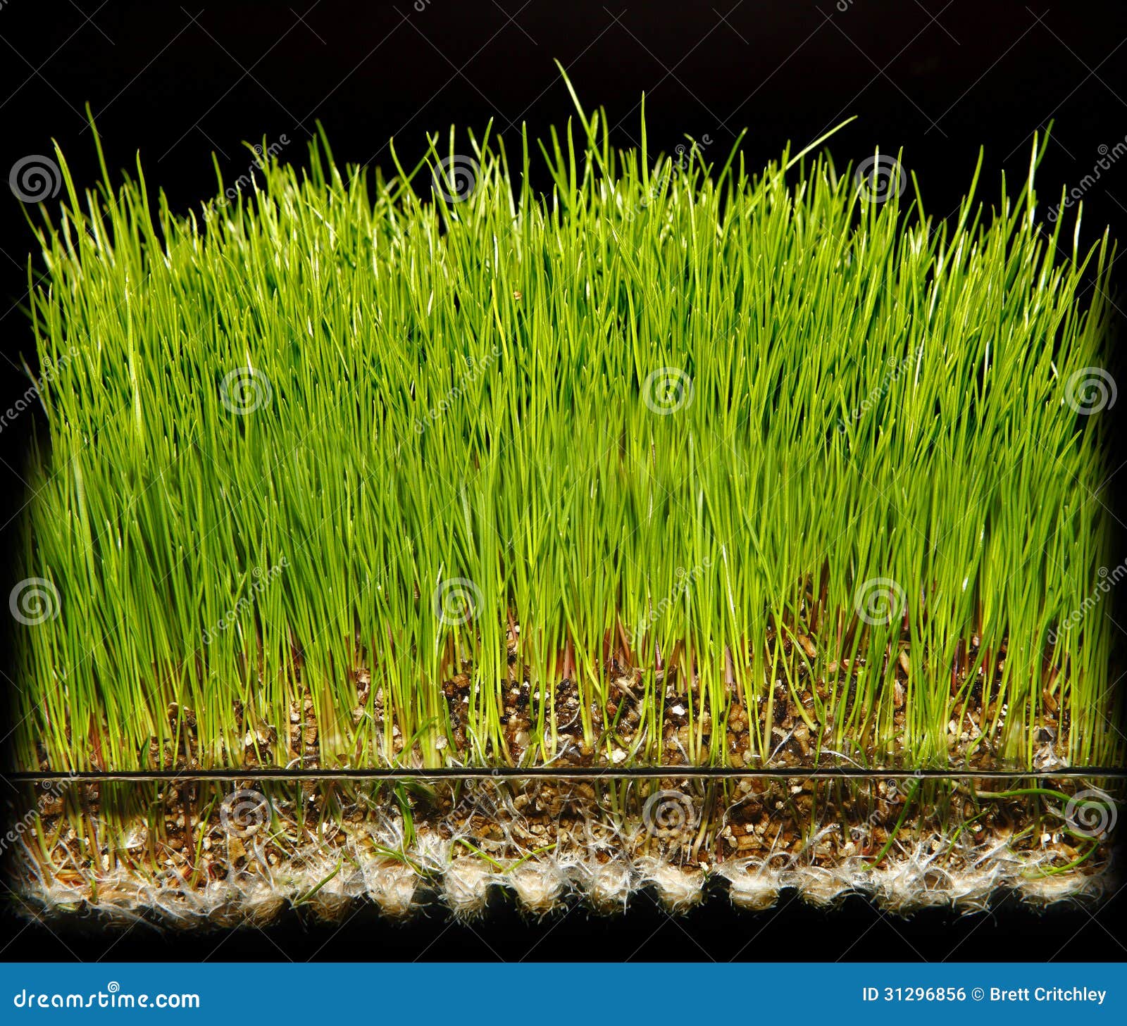 Hydroponic Gardening Grass Royalty Free Stock Image - Image: 31296856