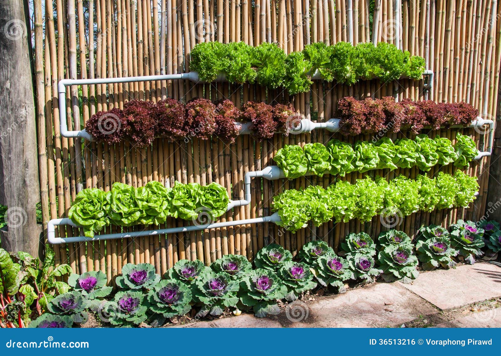 Hydroponic Salad Vegetable Royalty Free Stock Image - Image: 36513216