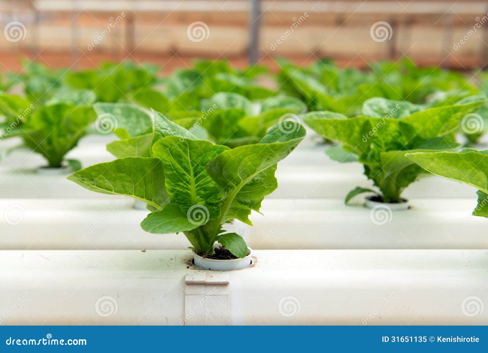 Hydroponic Vegetable Royalty Free Stock Photo - Image: 31651135