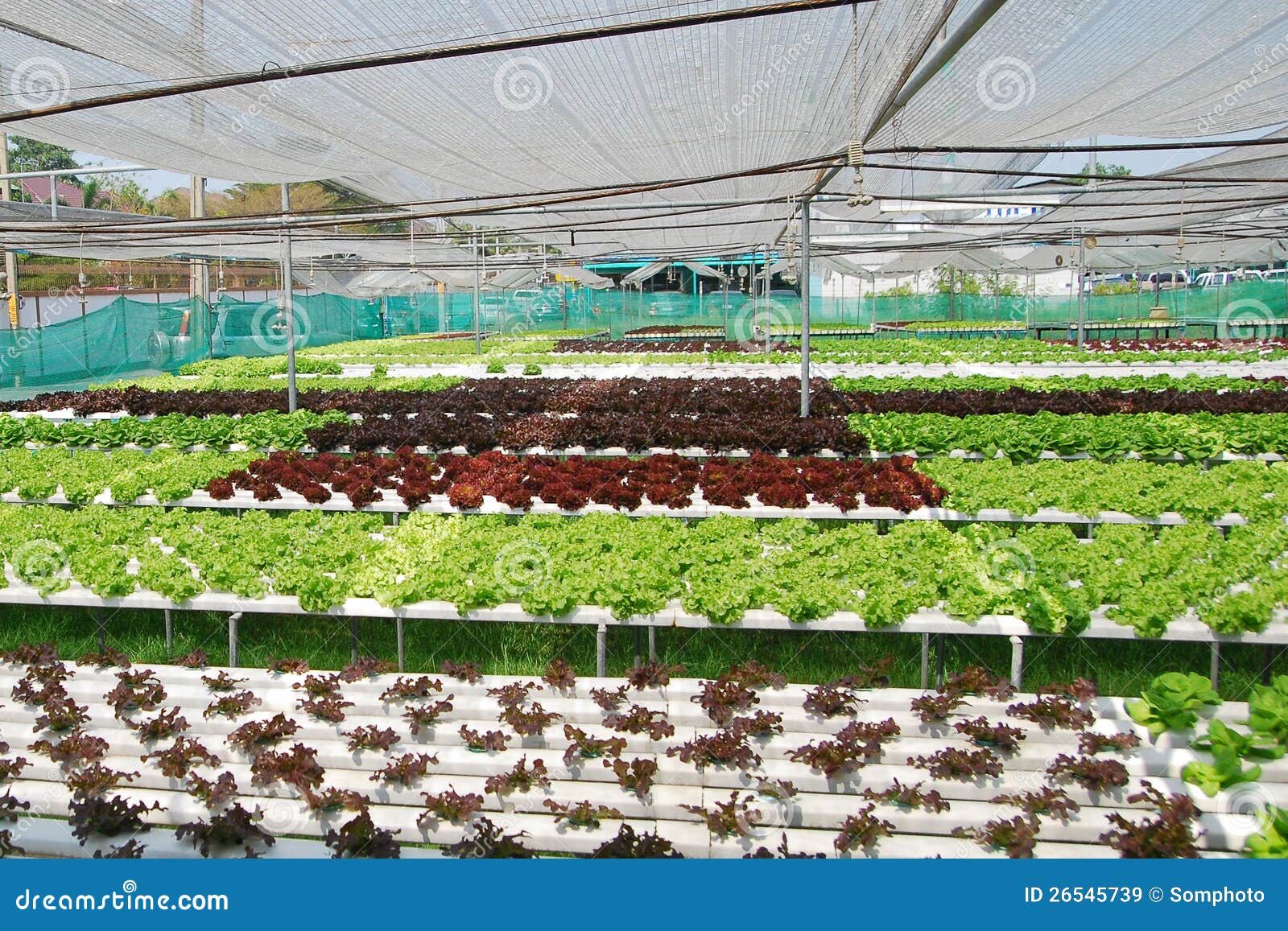 Hydroponic Vegetables Royalty Free Stock Images - Image: 26545739