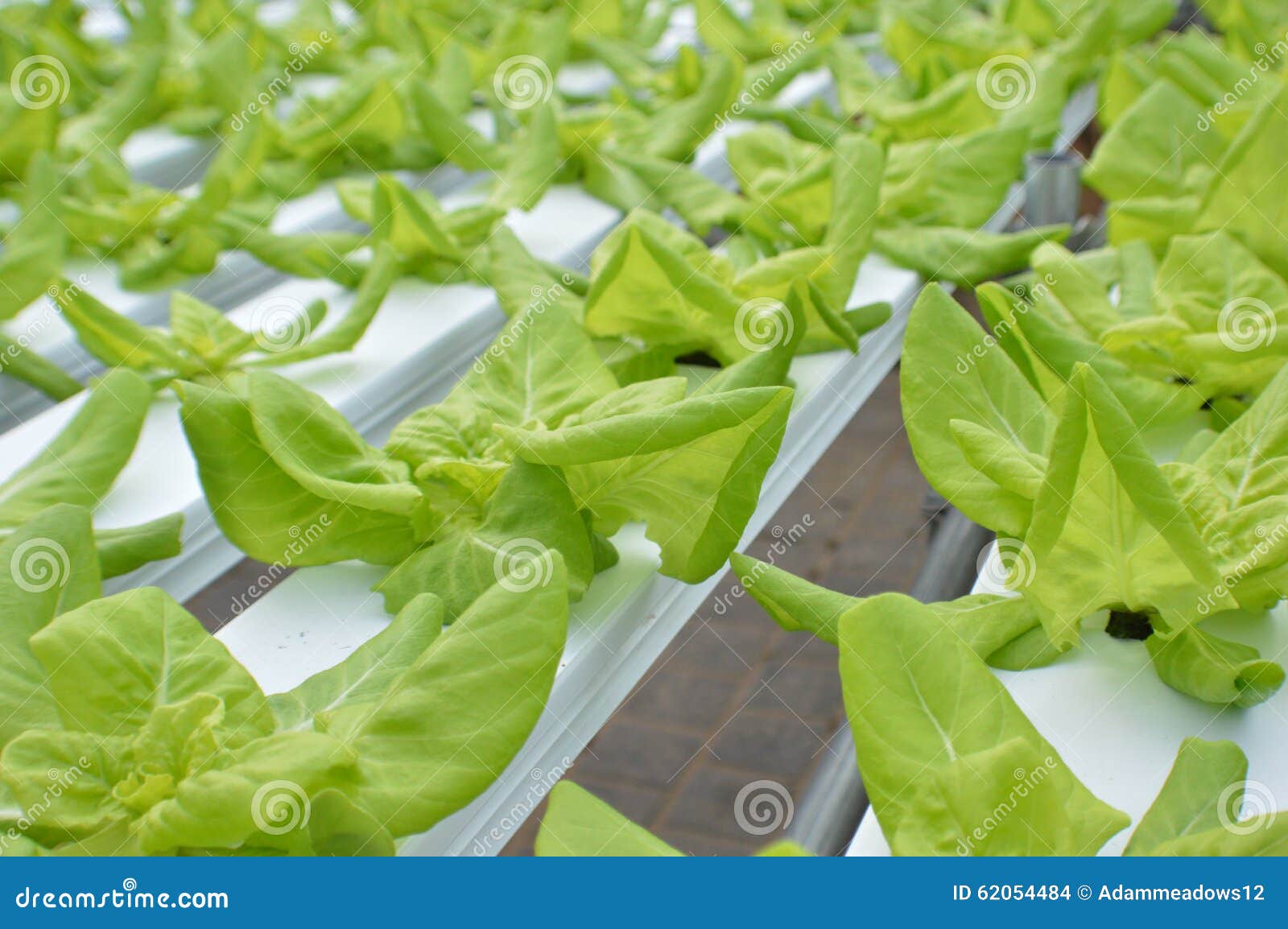 hydroponics-hydroponic-lettuce-growing-greenhouse-62054484.jpg