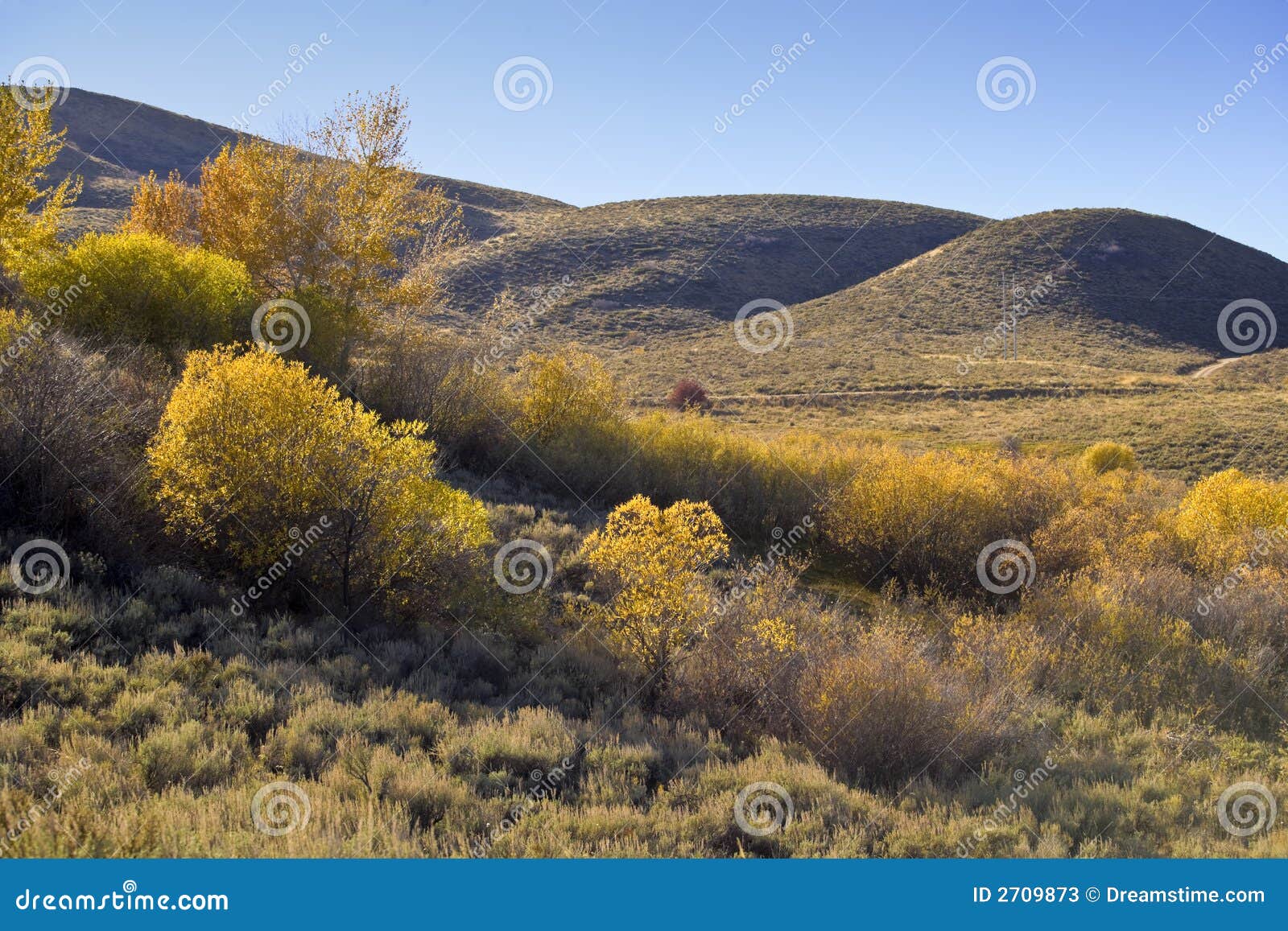 Idaho scenic vegetation