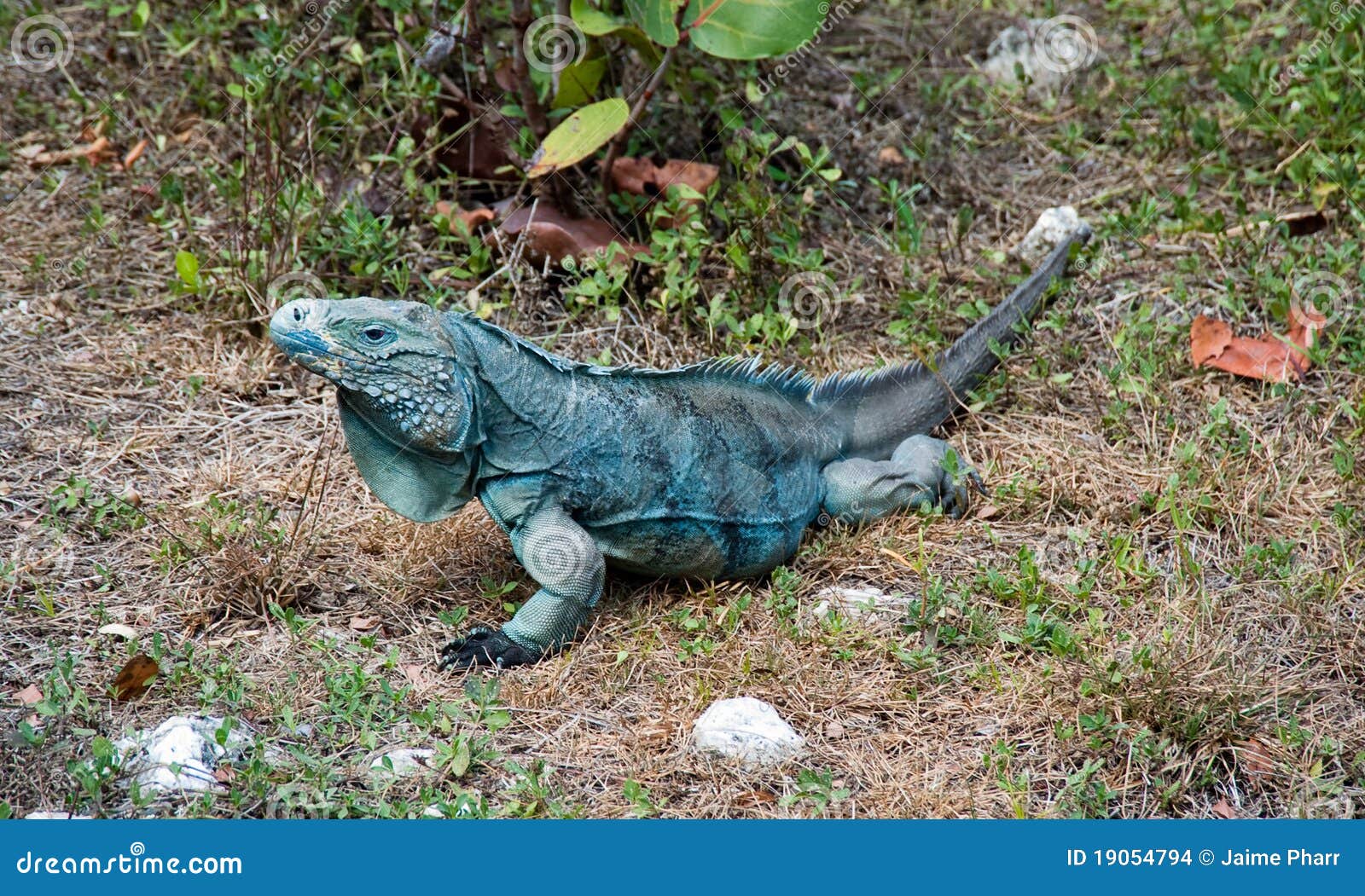 iguana azul