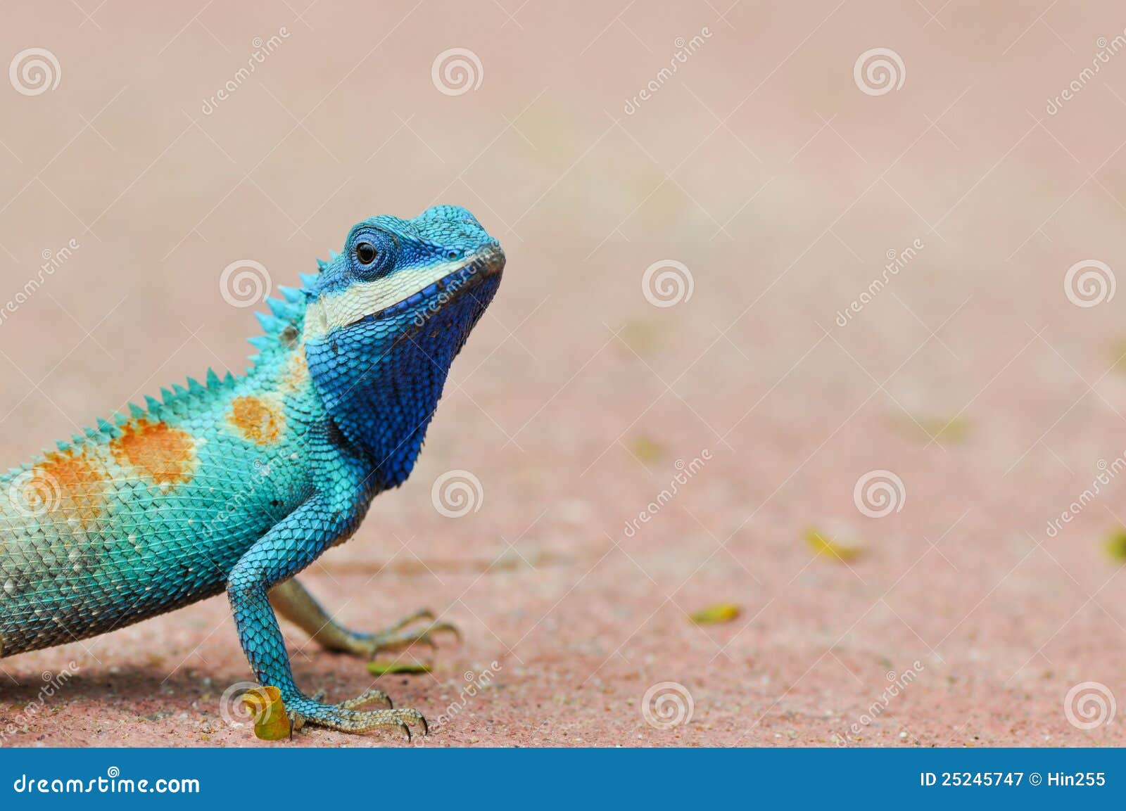 iguana azul