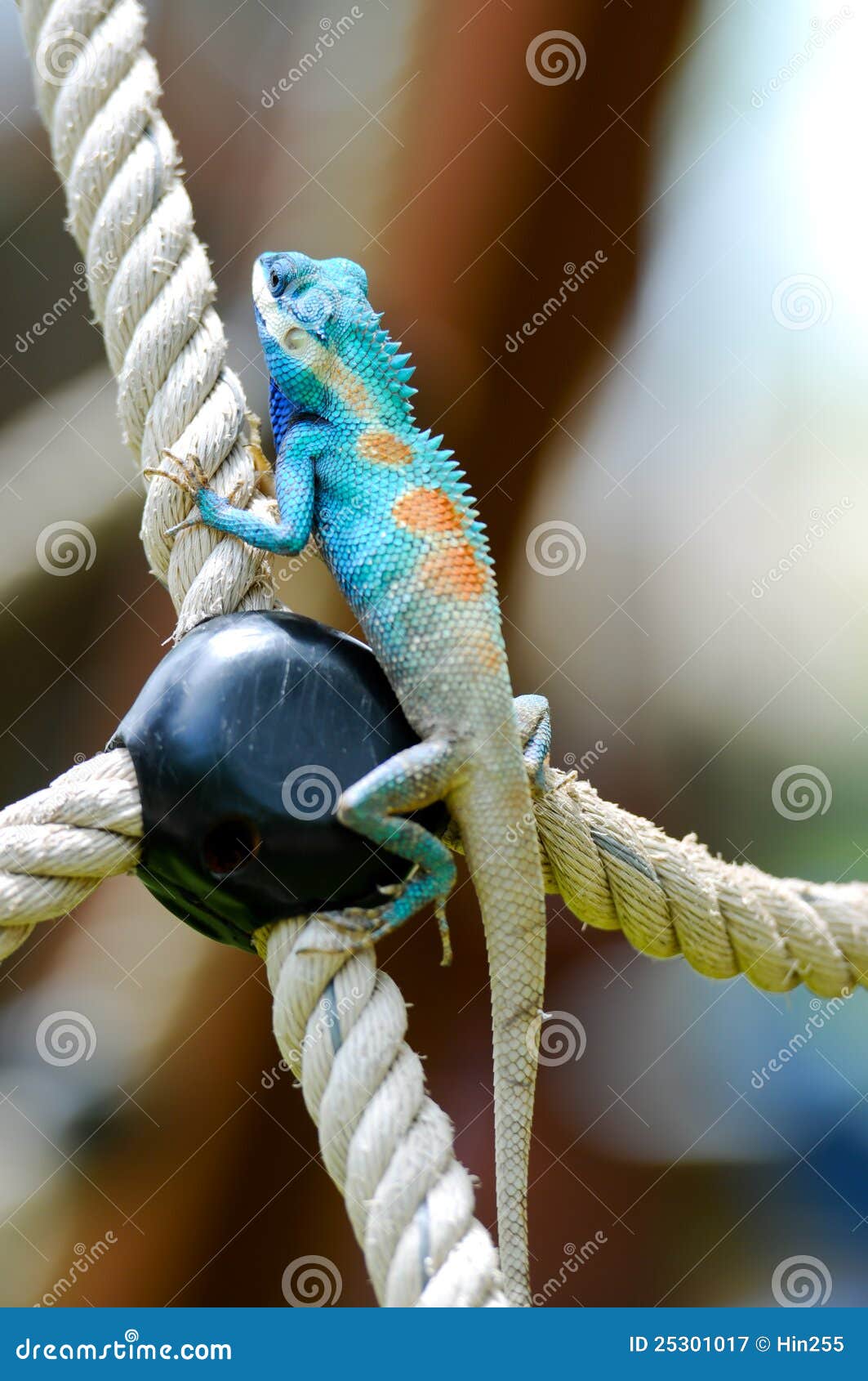iguana azul iguana azul