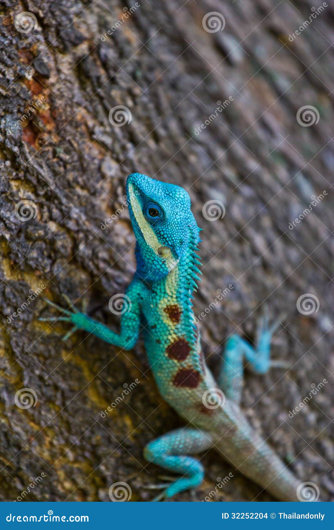 iguana azul