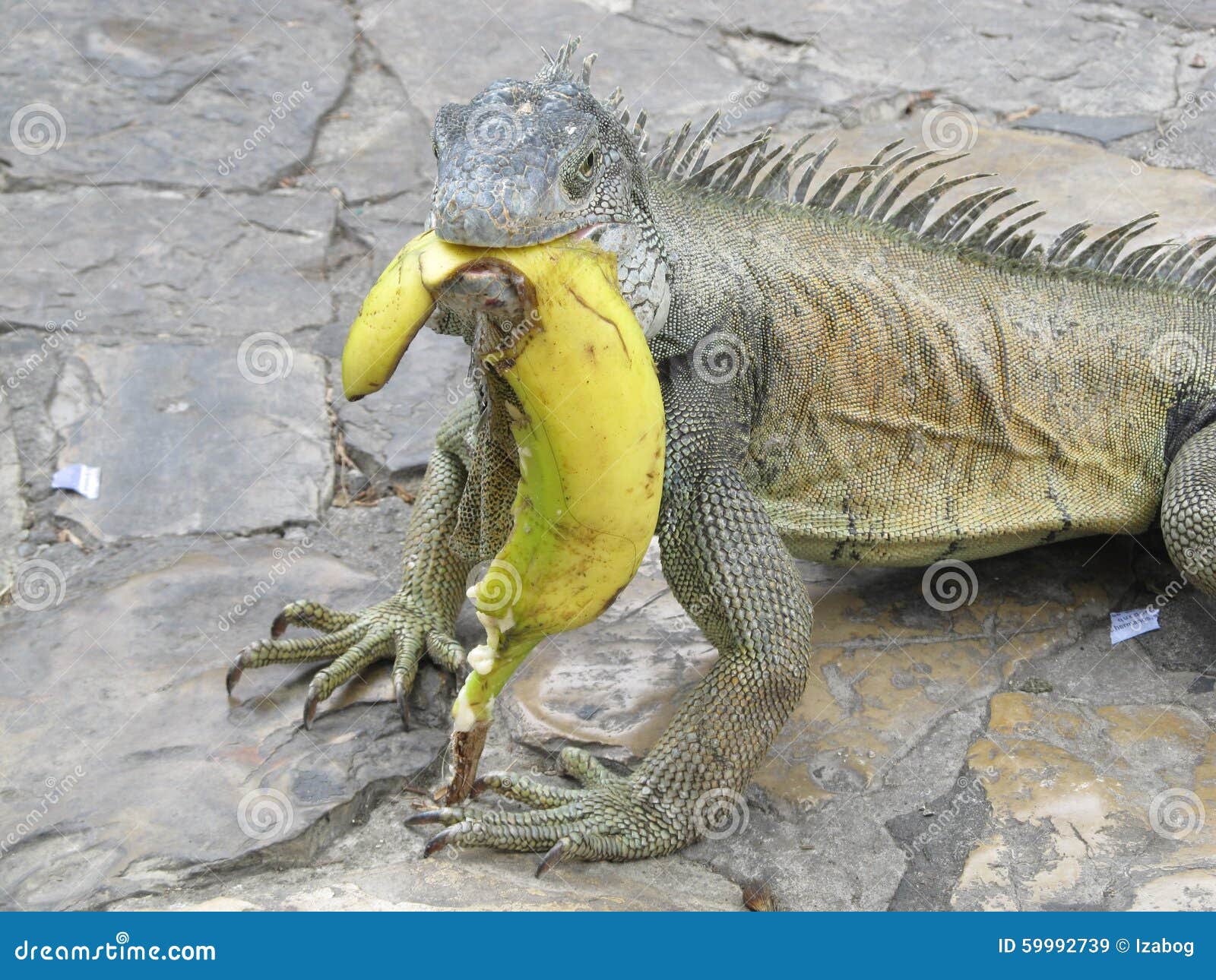 iguana banana