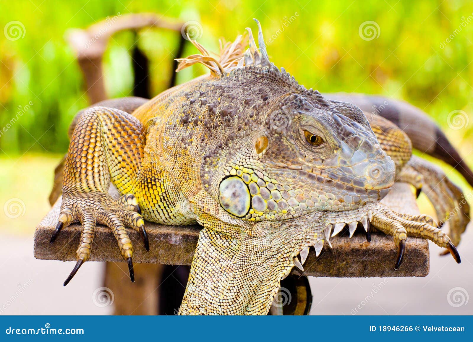 iguana besar